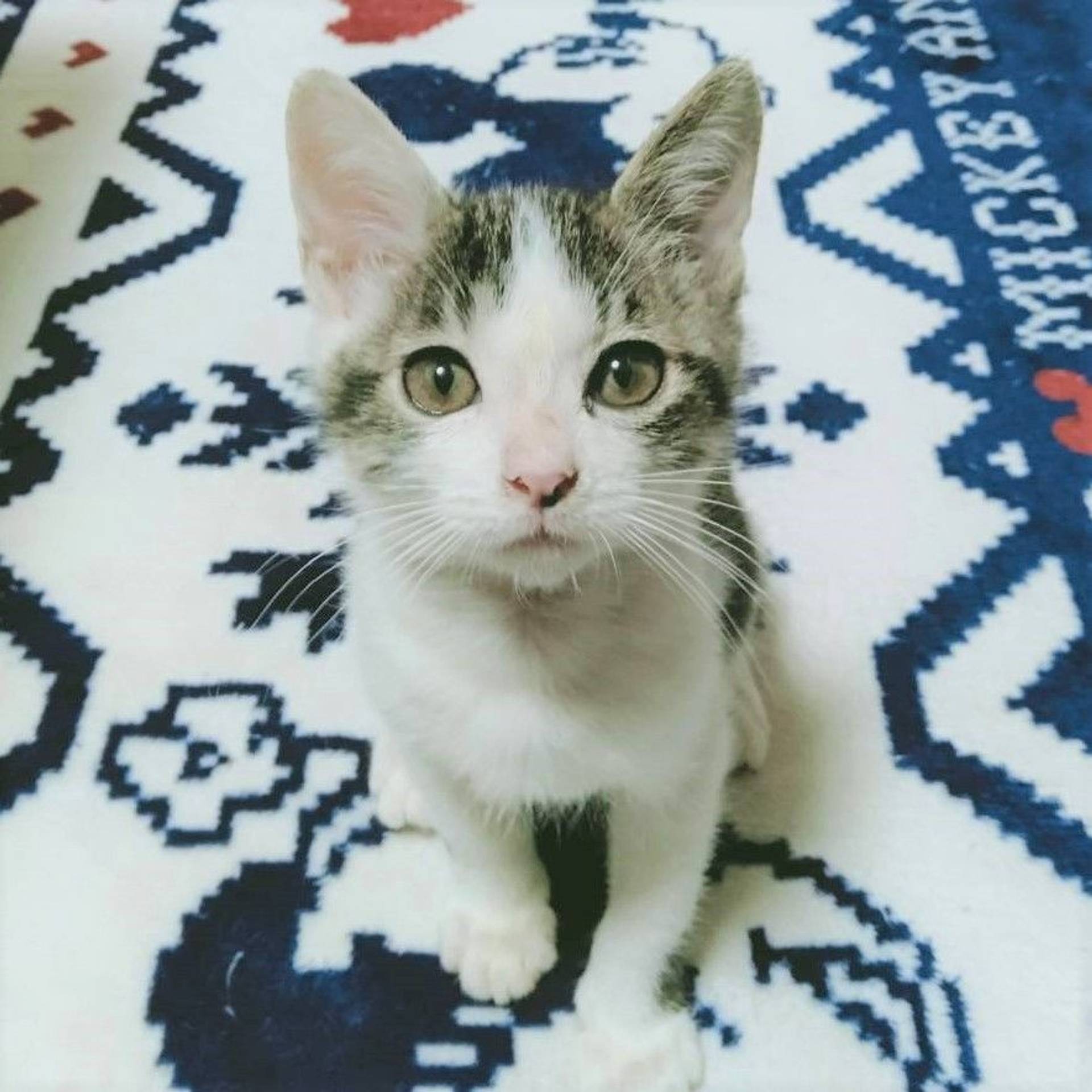 雑種（ミックス猫）・オスの里親募集の写真