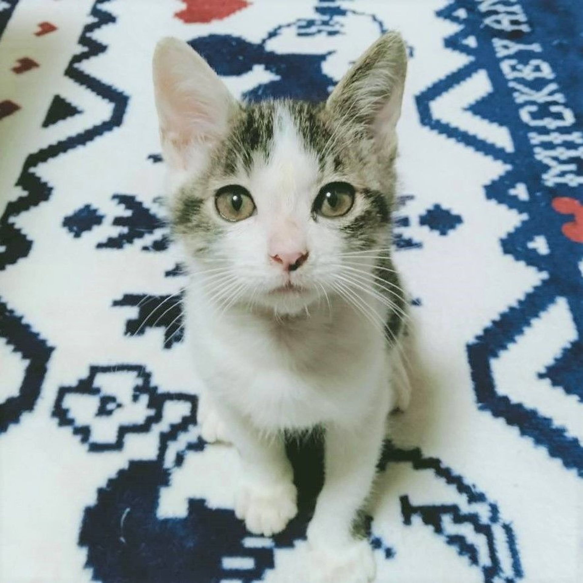 雑種（ミックス猫）・オスの里親募集の写真