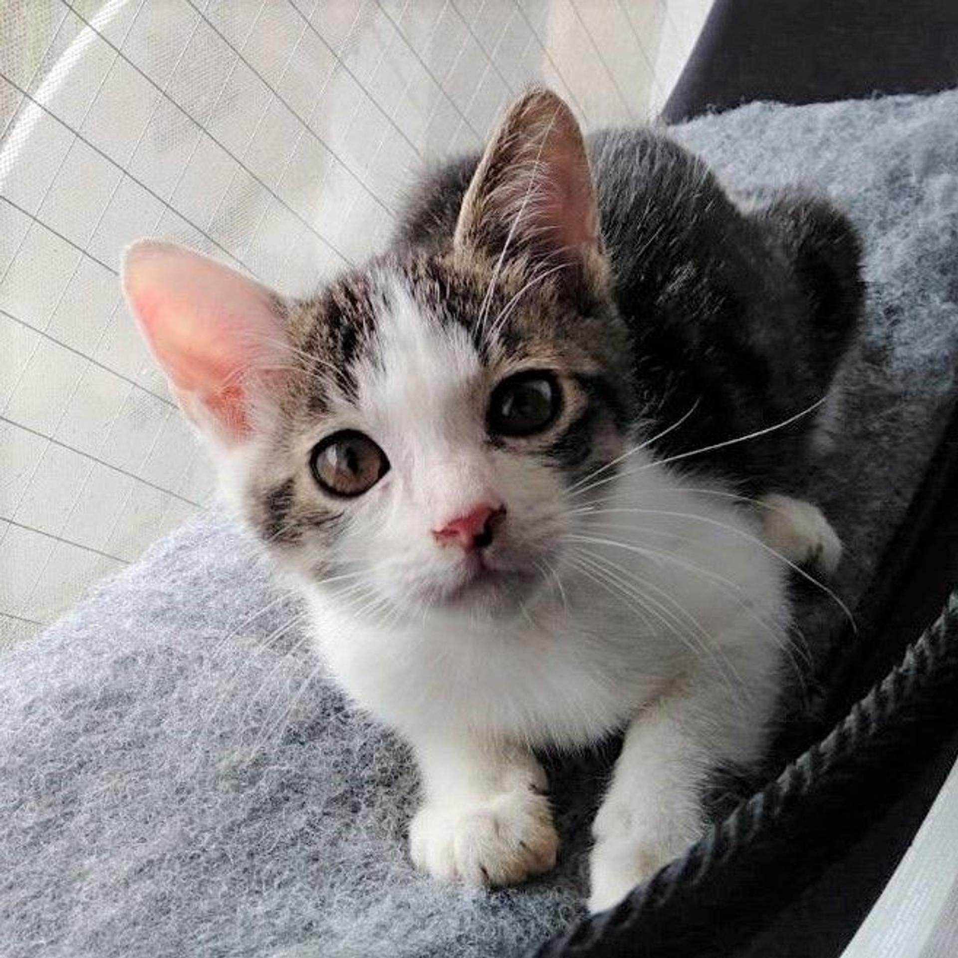 pet-image-2