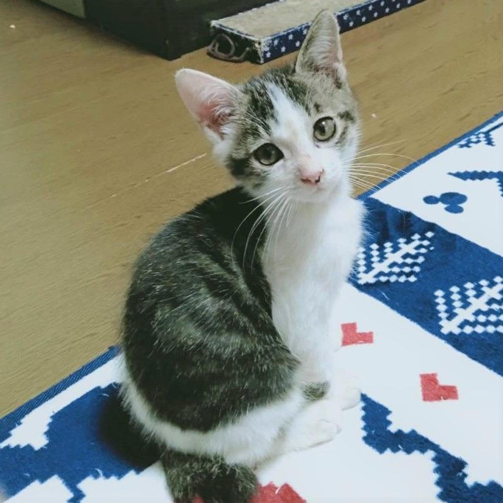 pet-image-4