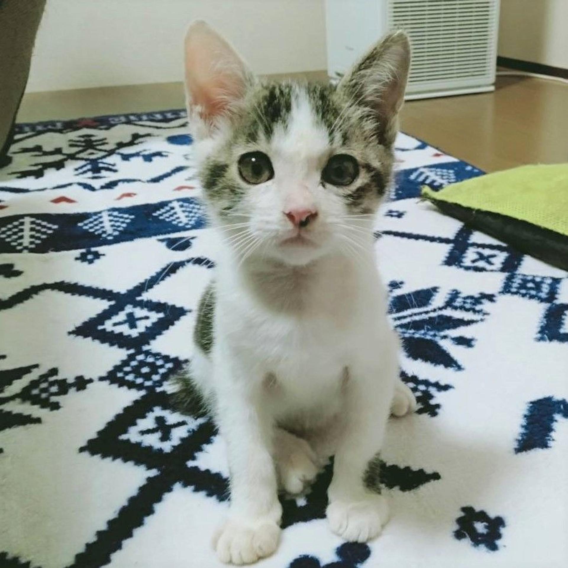 pet-image-7