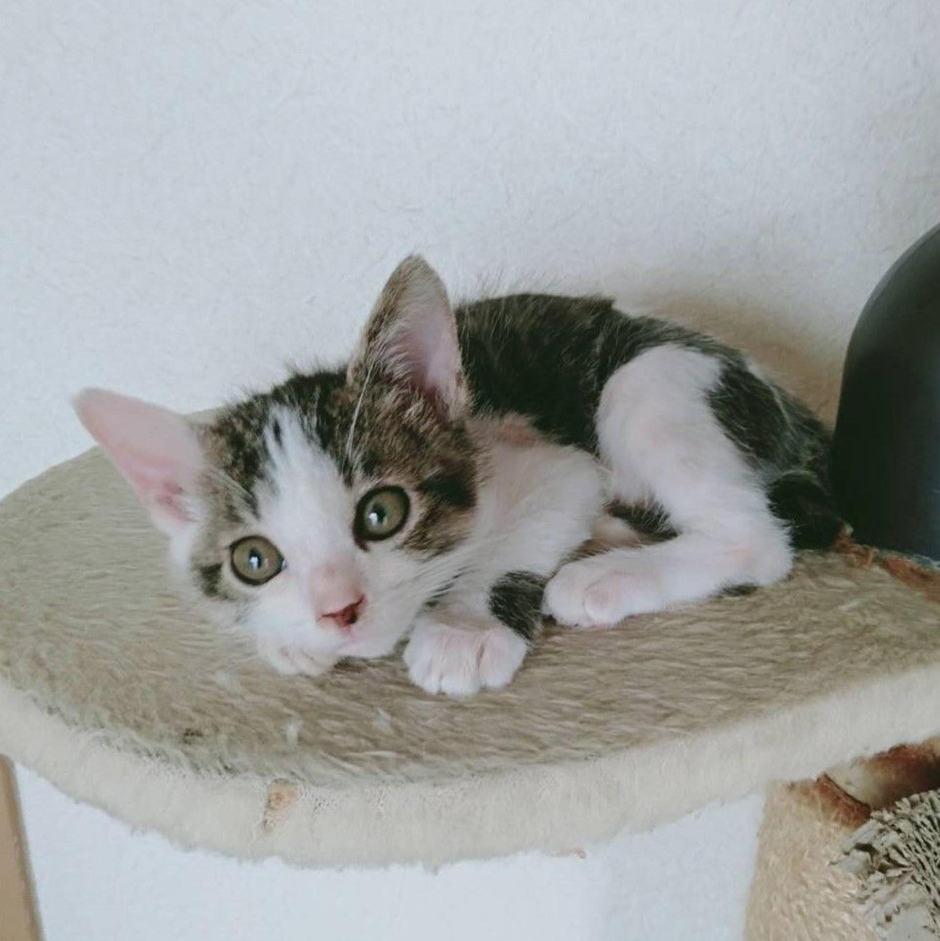pet-image-8