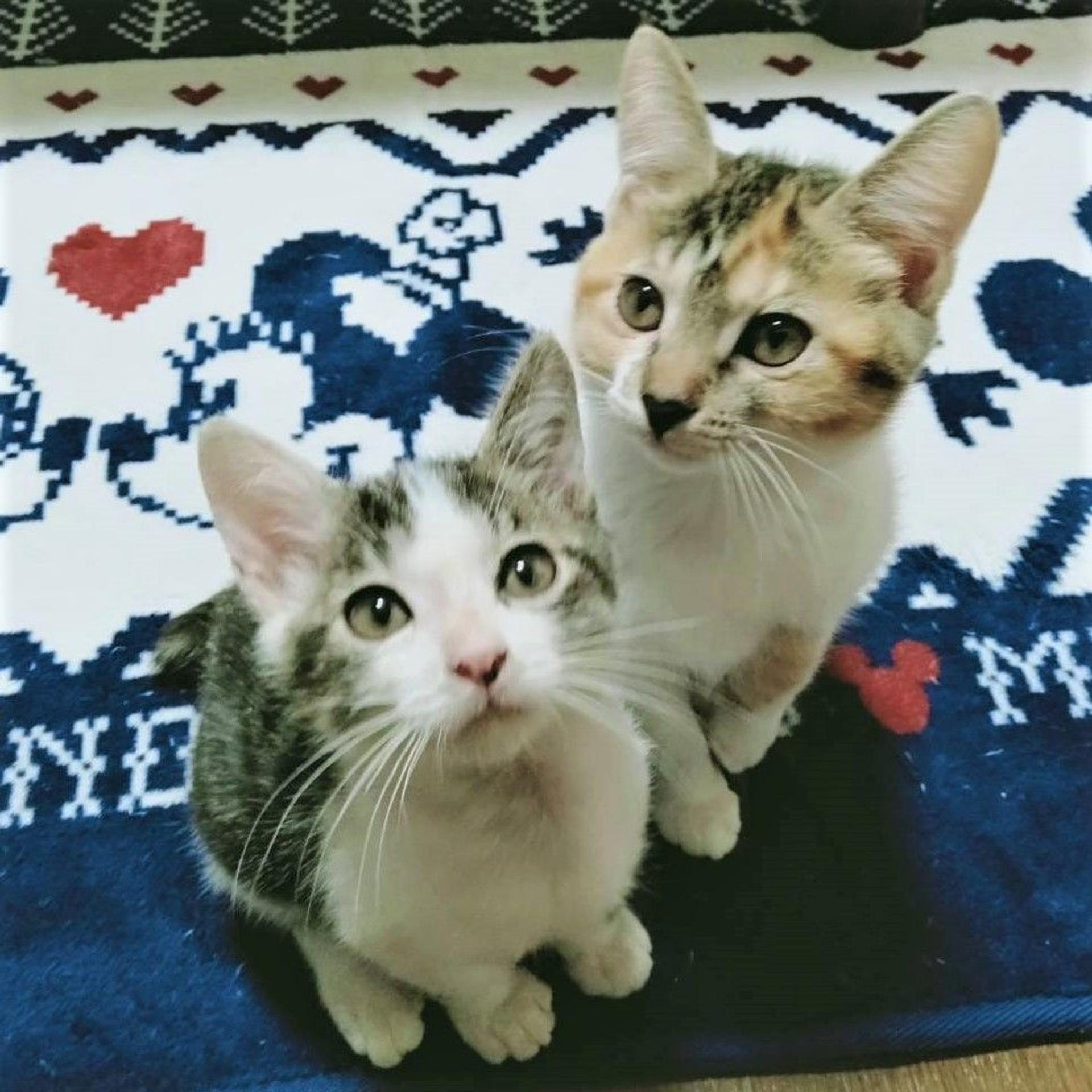 pet-image-9