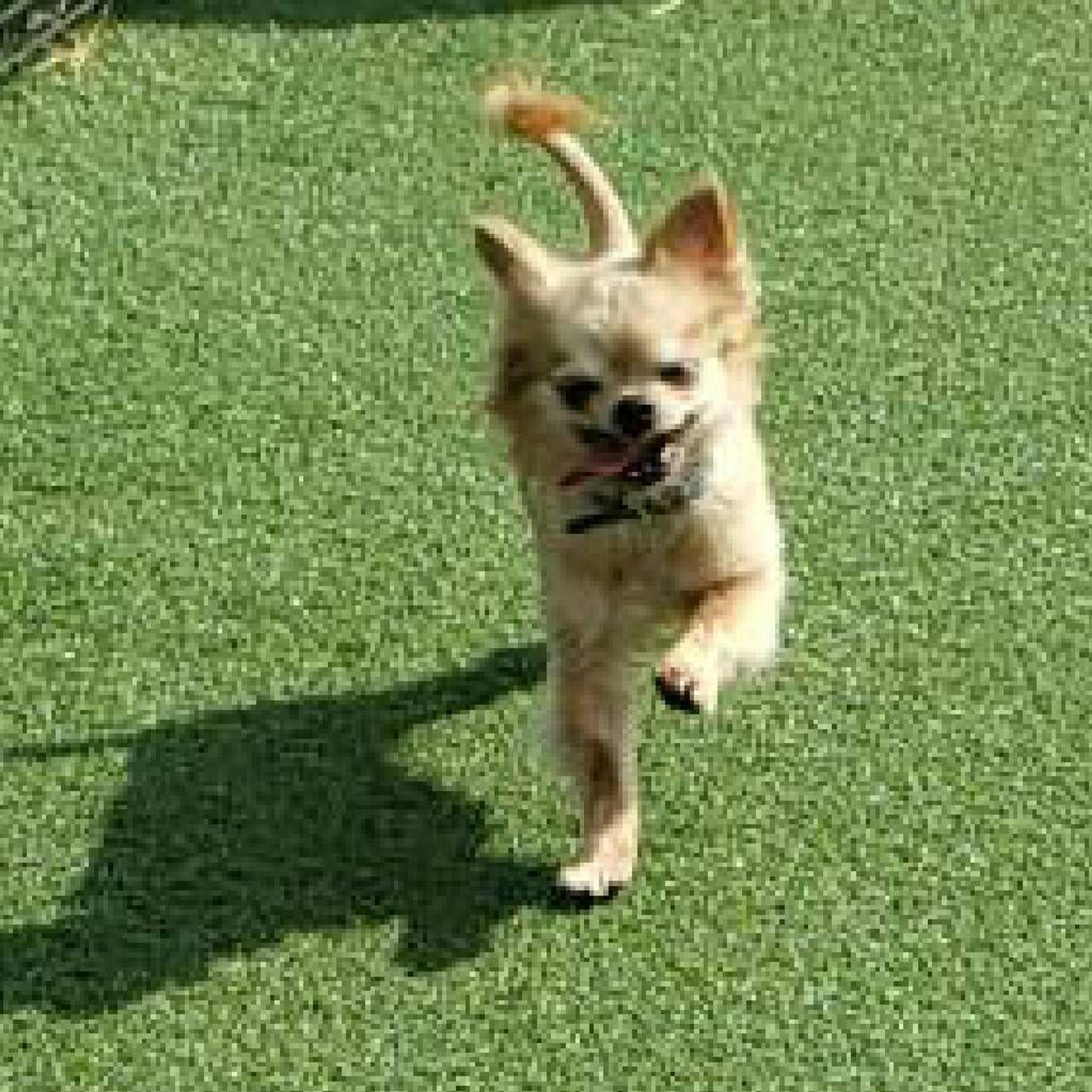 pet-image-3