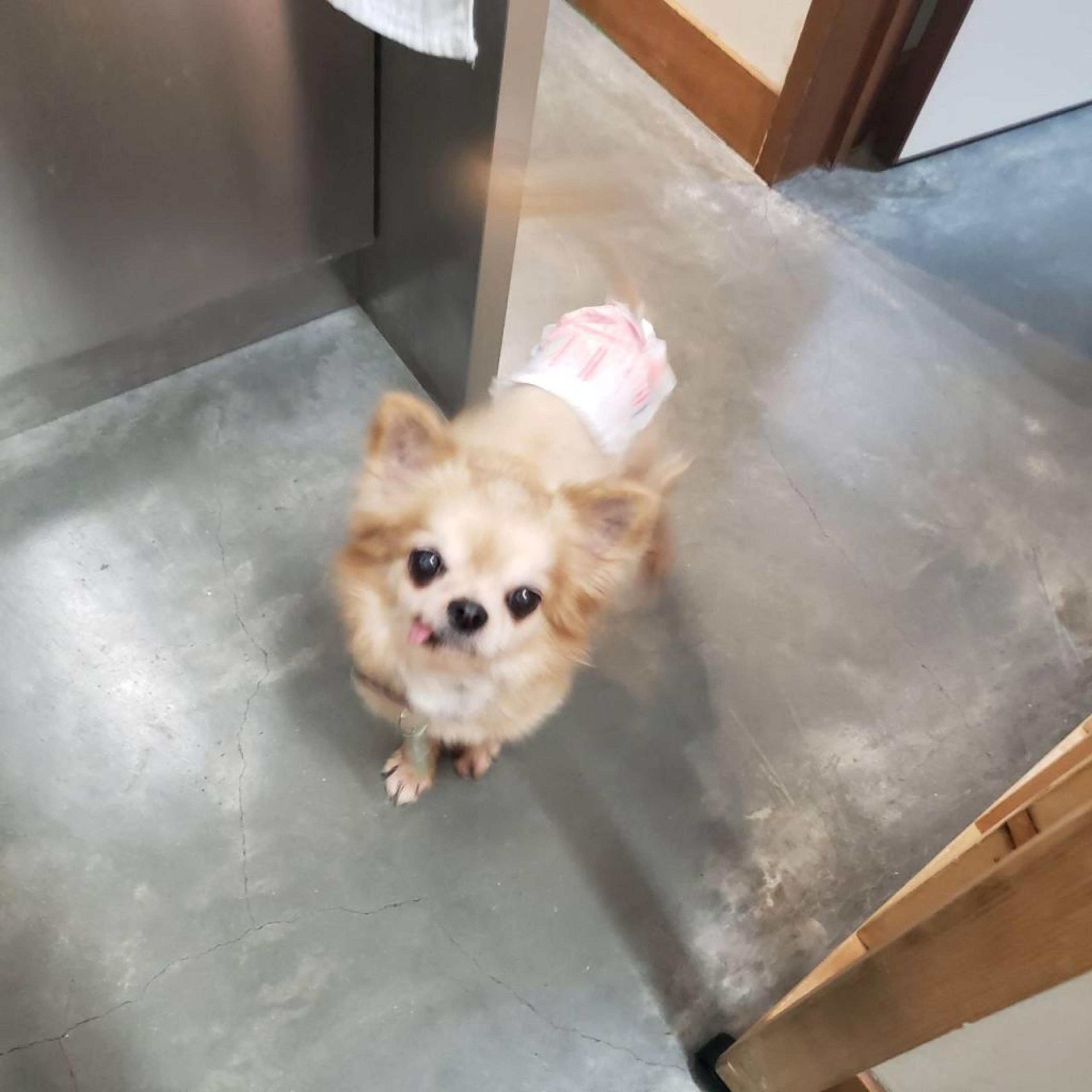 pet-image-4