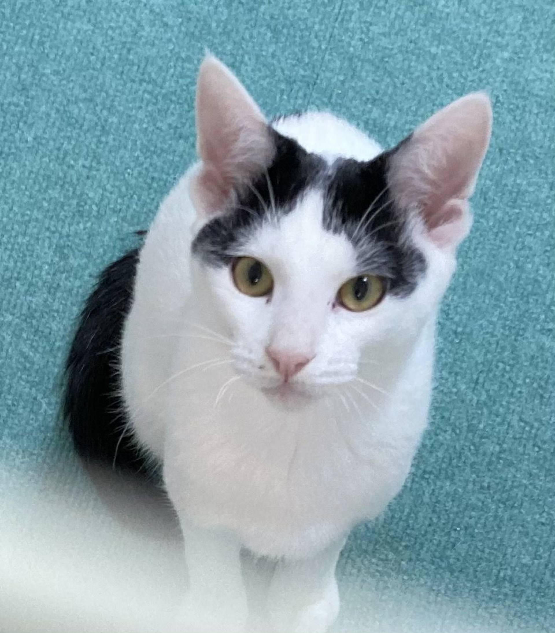 雑種（ミックス猫）・オスの里親募集の写真