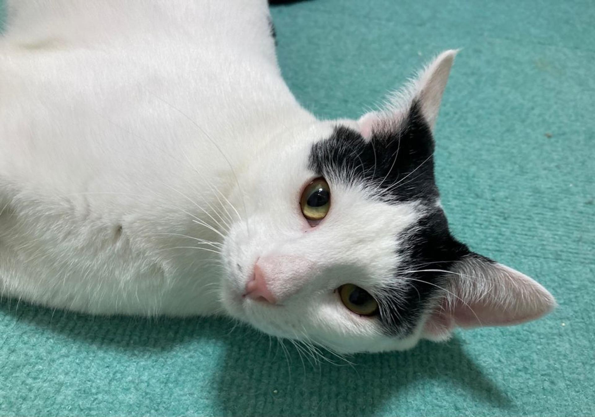 pet-image-3