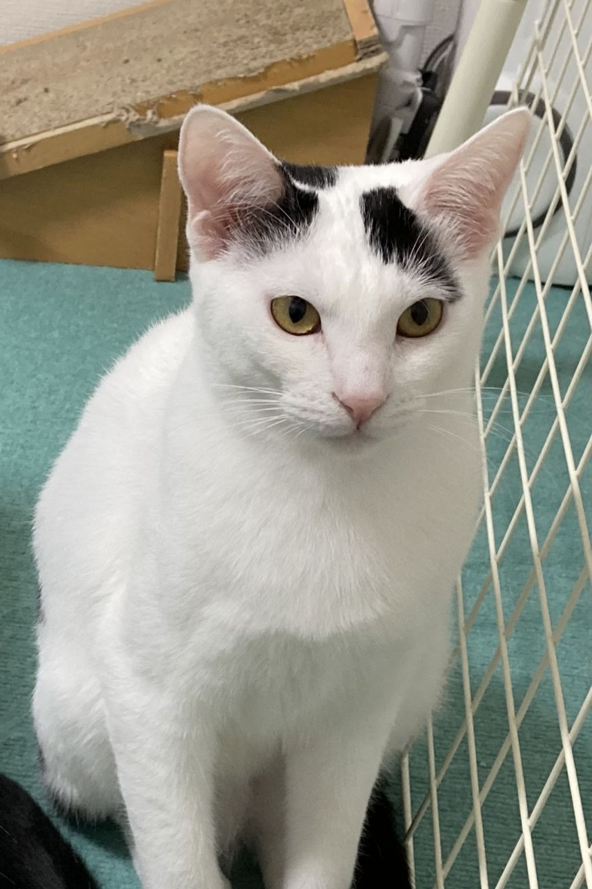 雑種（ミックス猫）・メスの里親募集の写真
