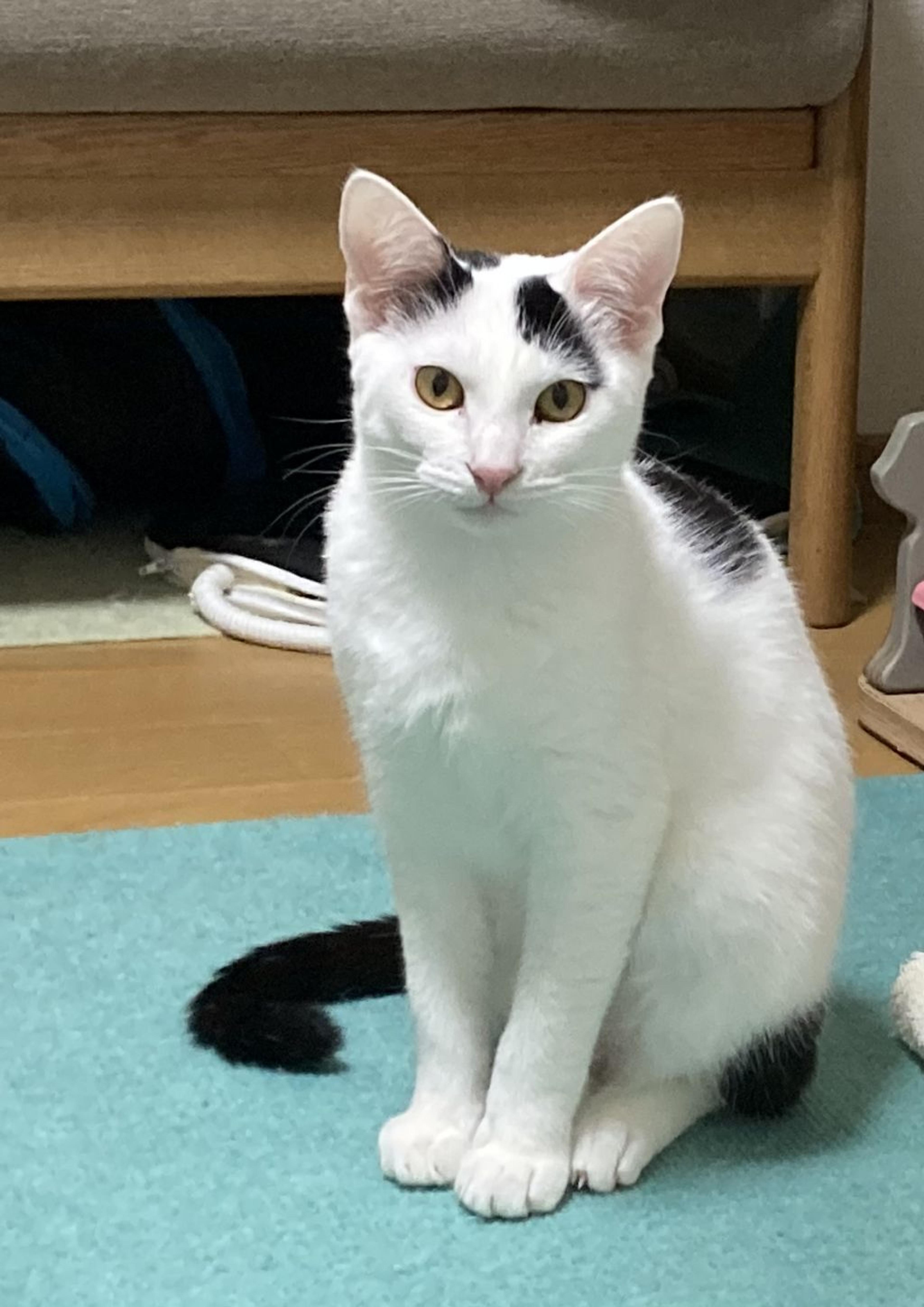 pet-image-4