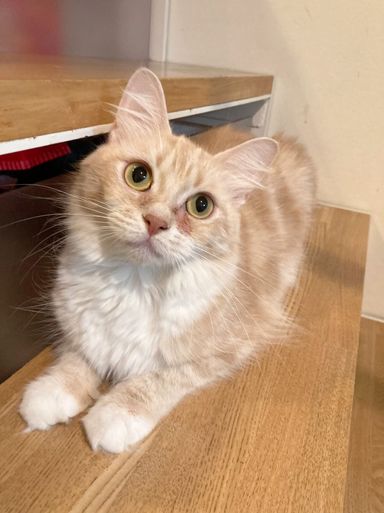 ウニの写真
