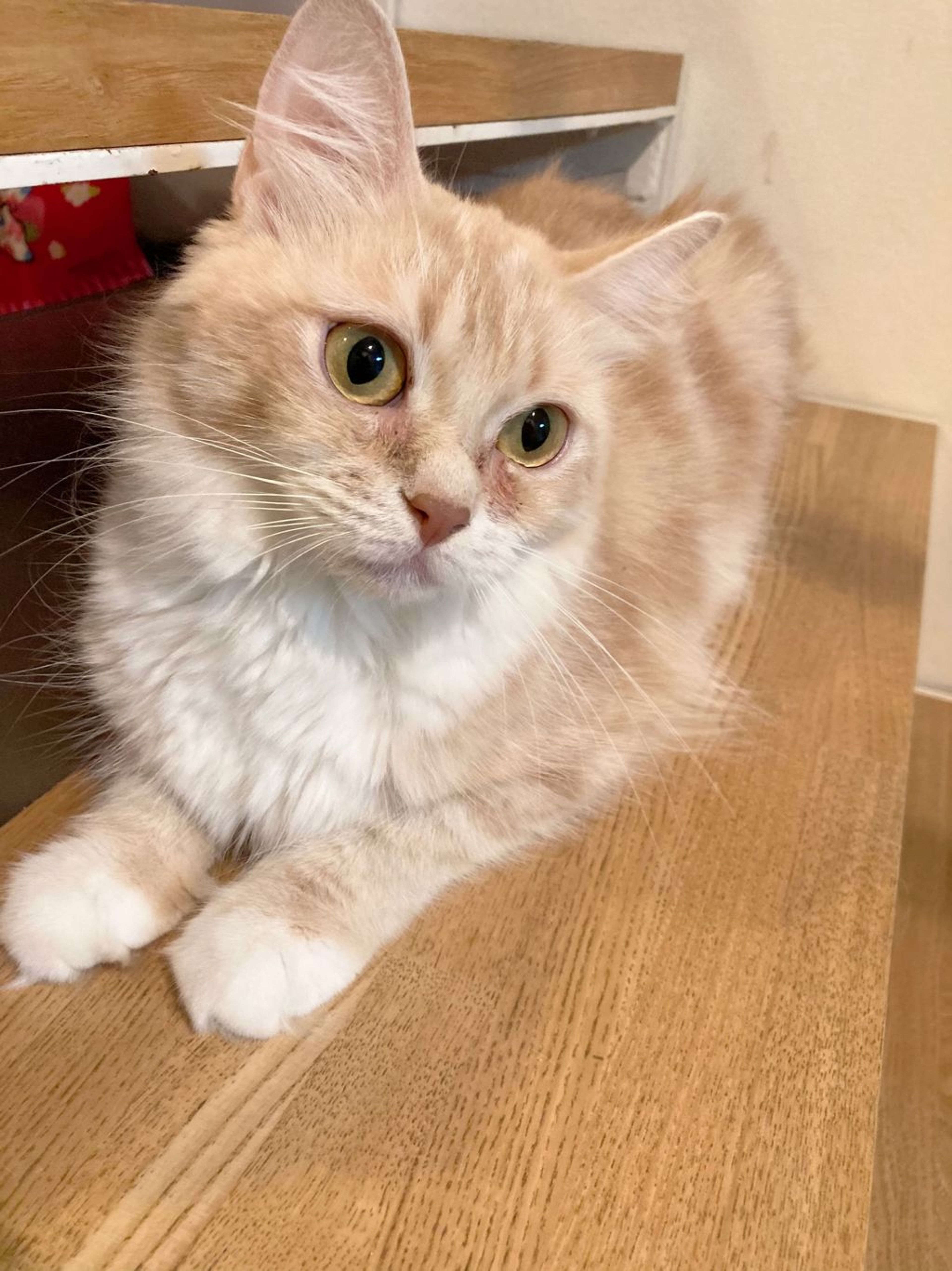 pet-image-2