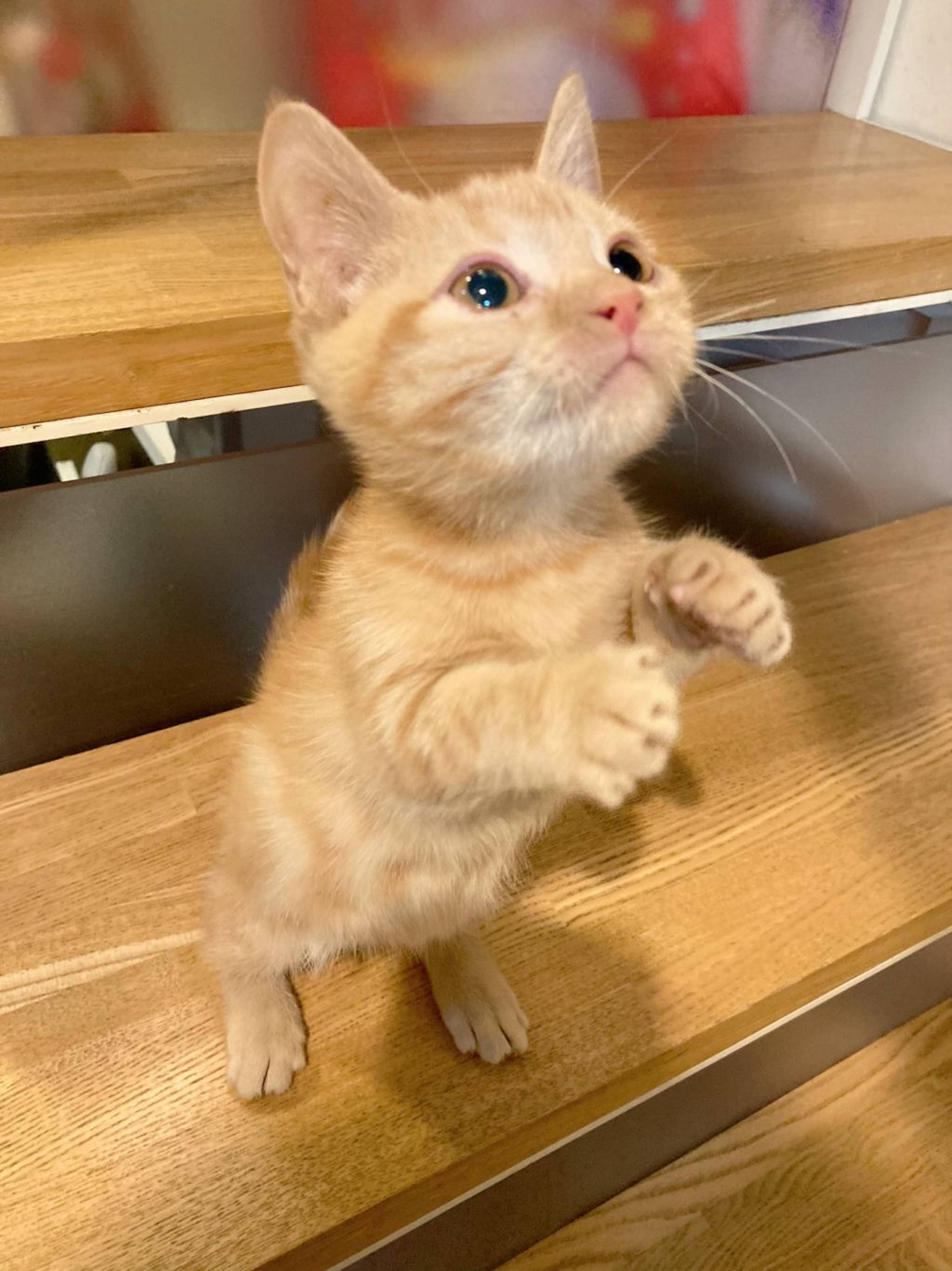 マンチカン・メスの里親募集の写真