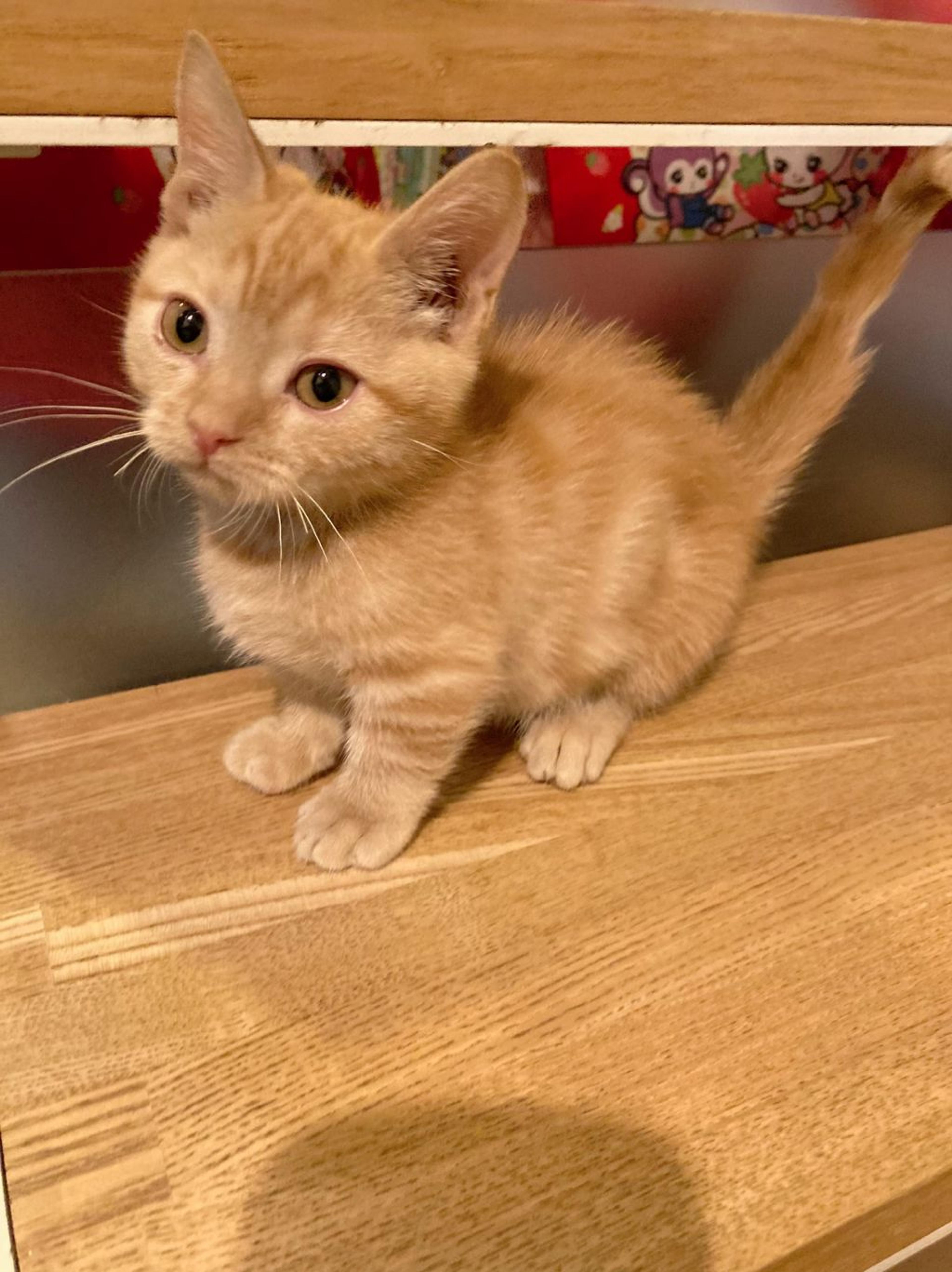 pet-image-3