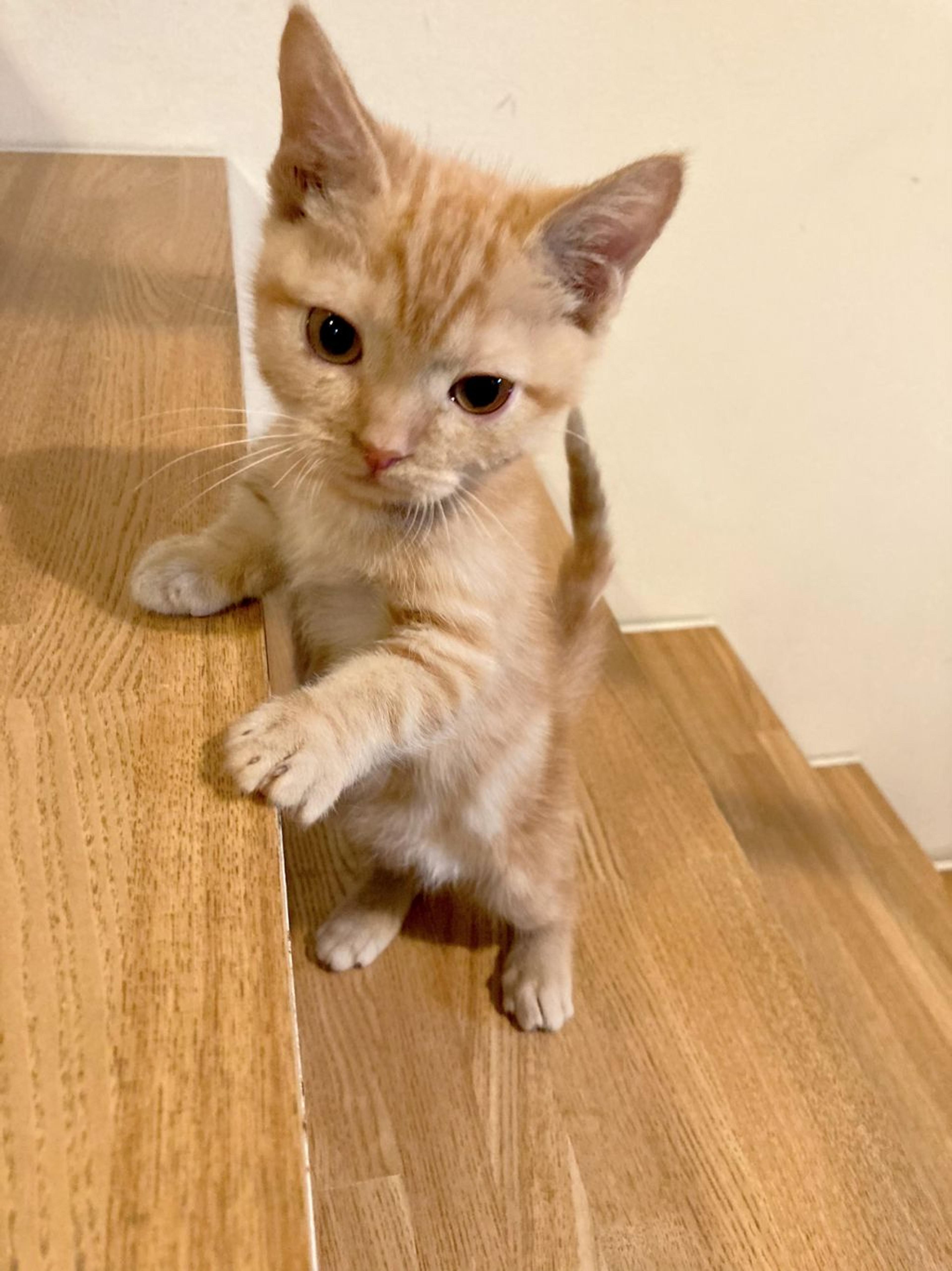 pet-image-4
