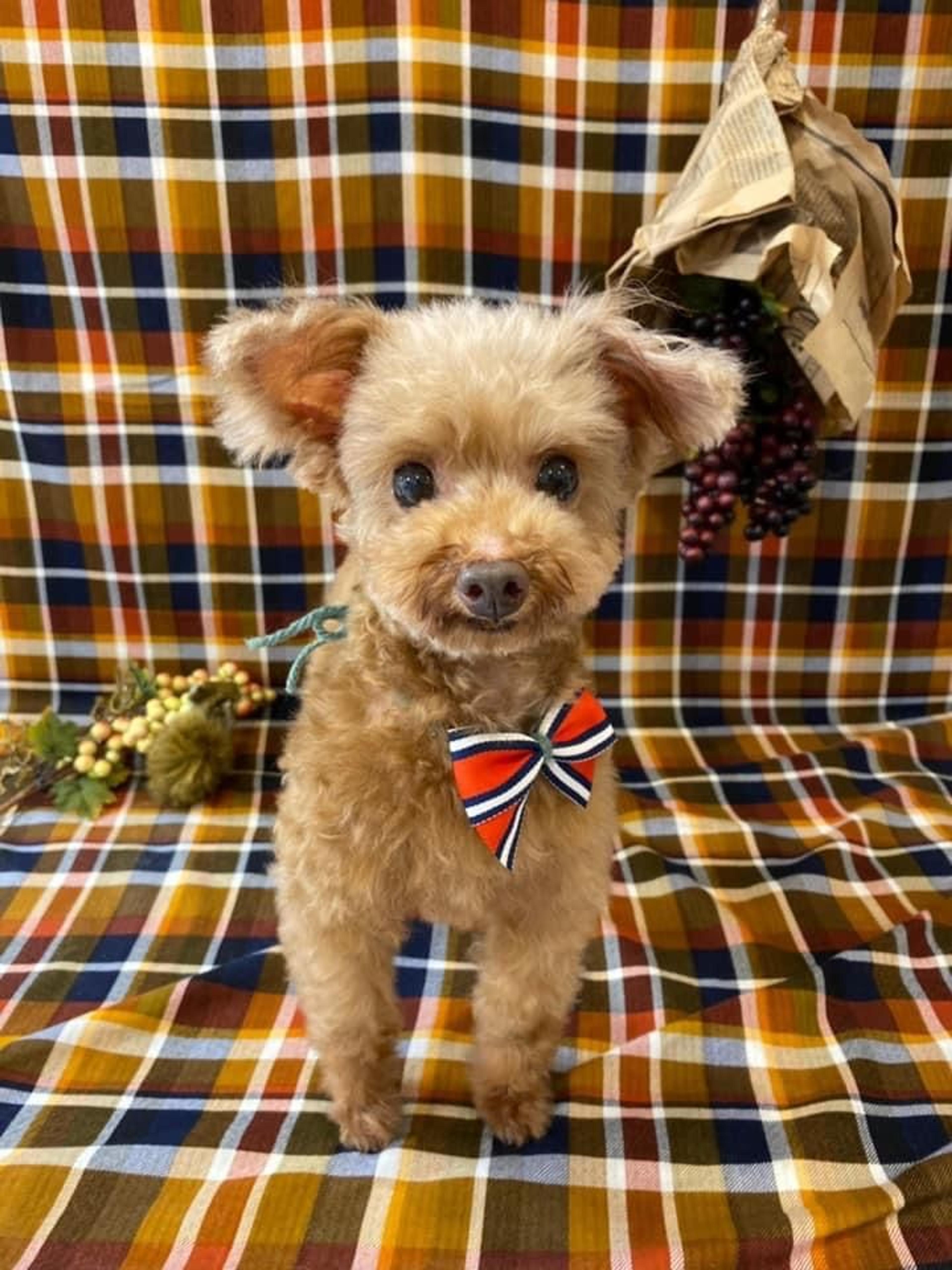 pet-image-2