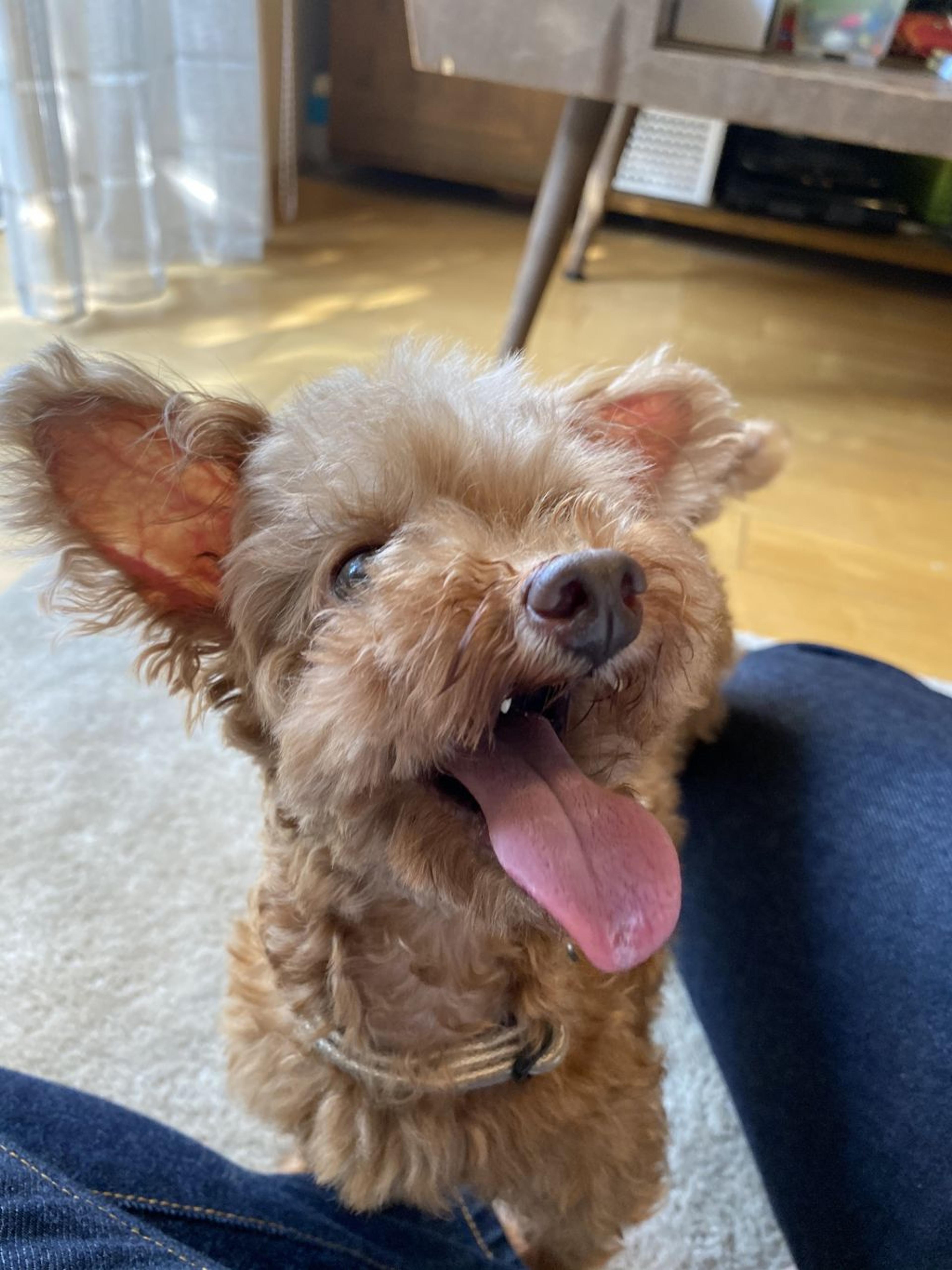 pet-image-3