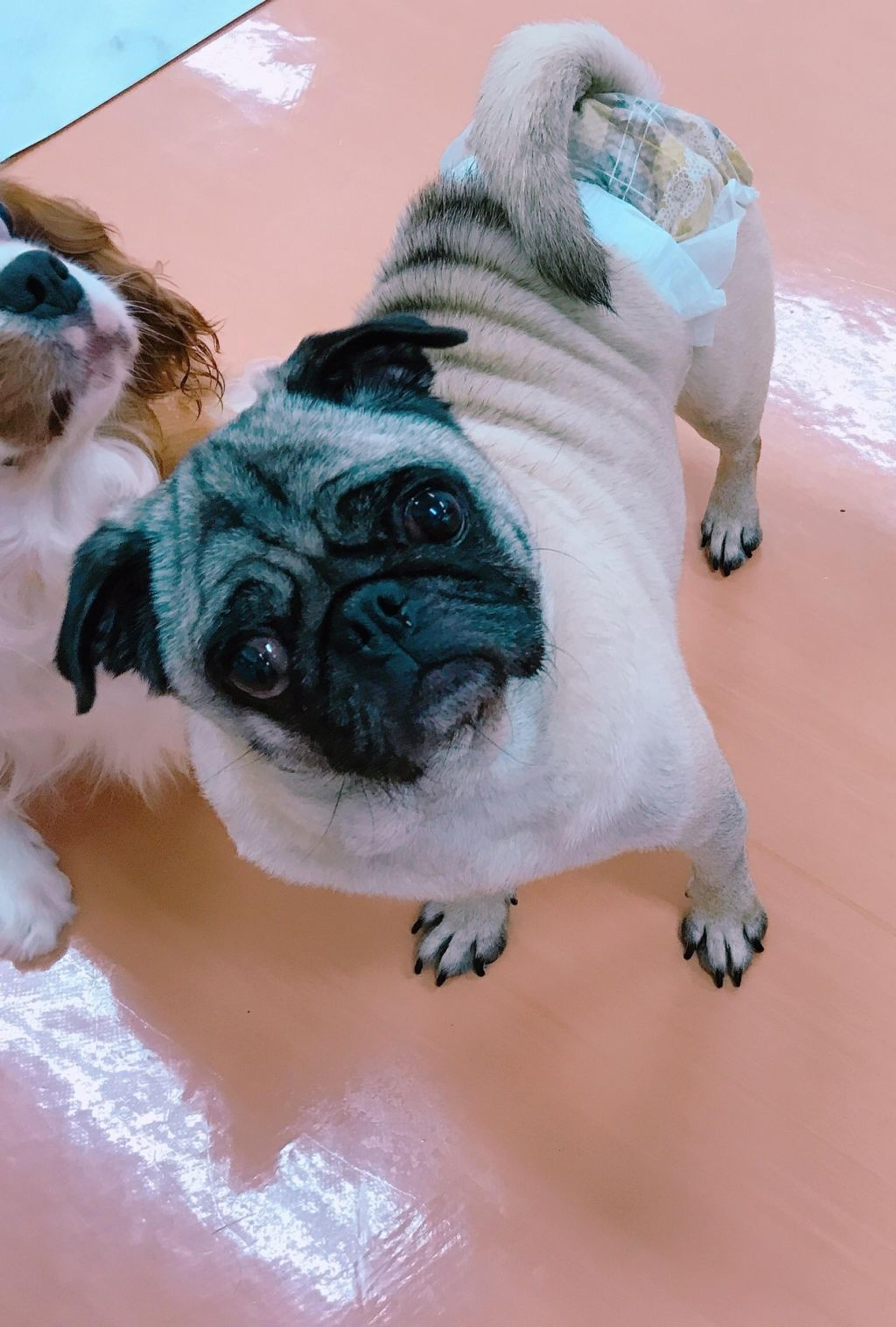 pet-image-2