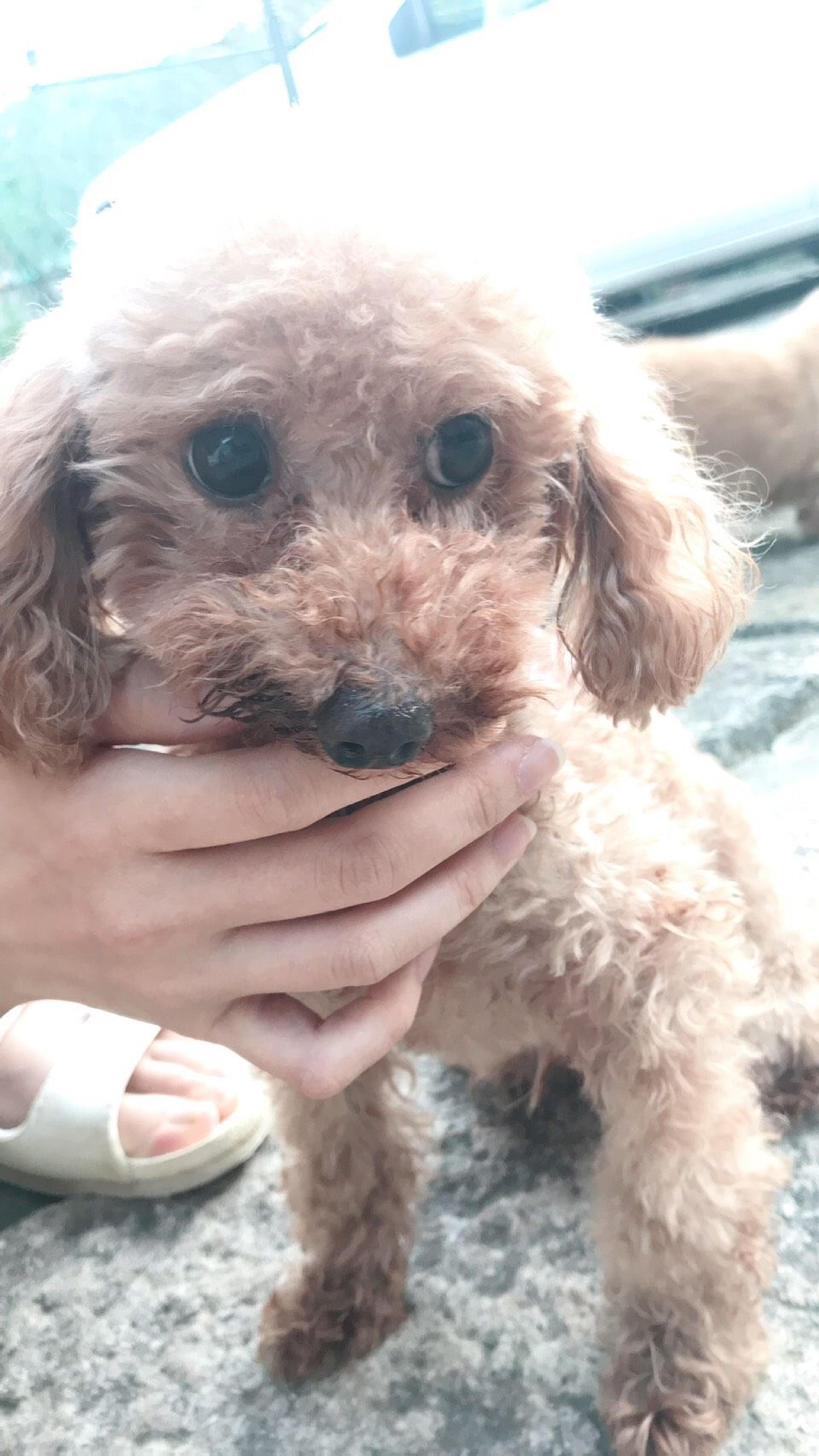 pet-image-2