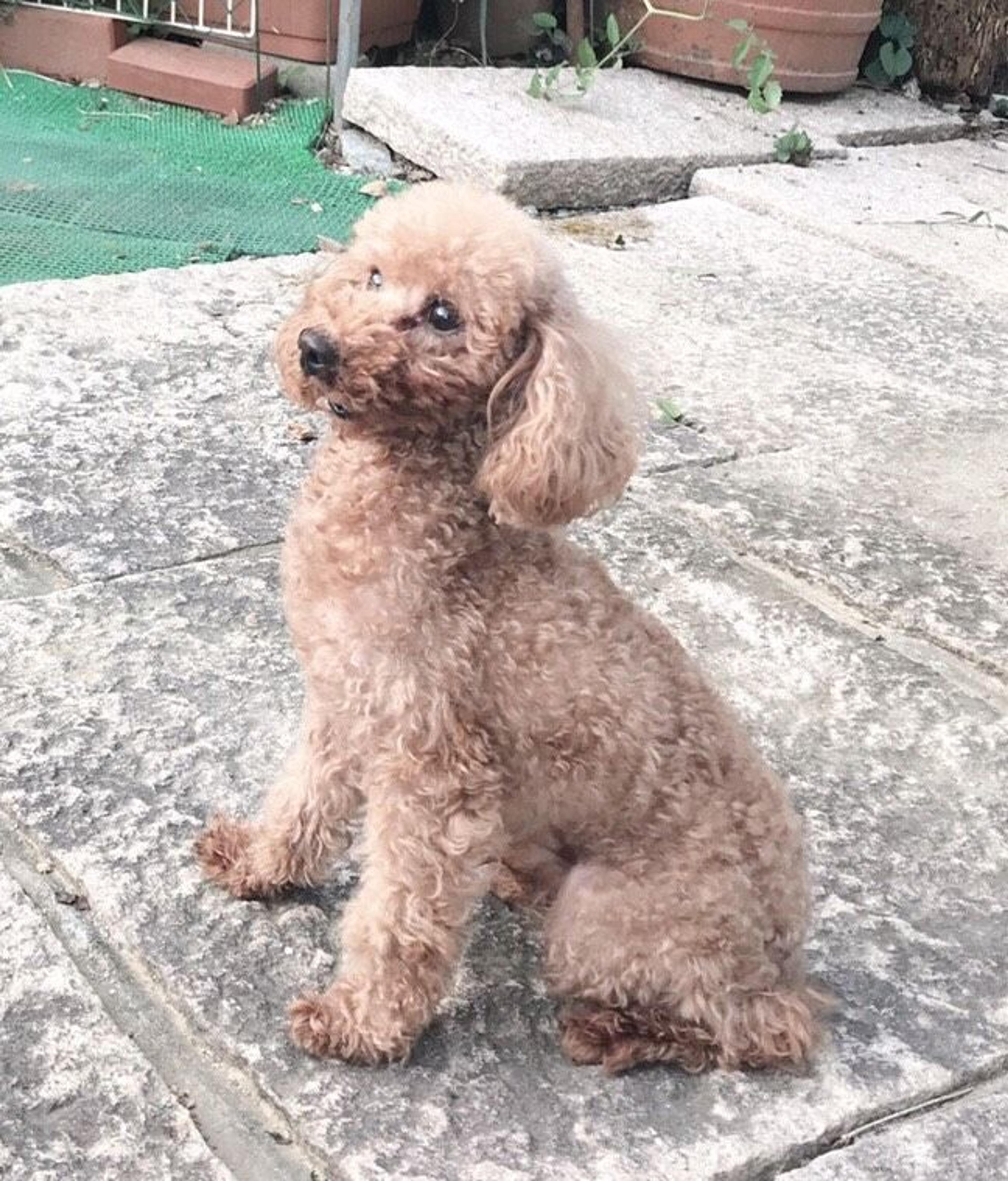 pet-image-3