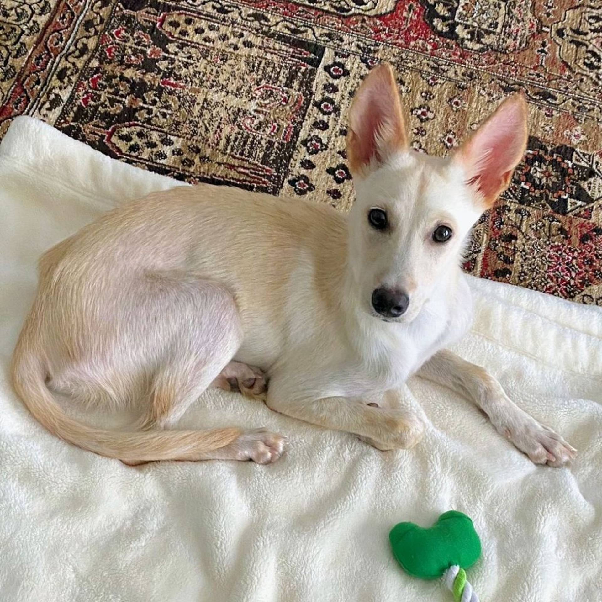 雑種（ミックス犬）・メスの里親募集の写真