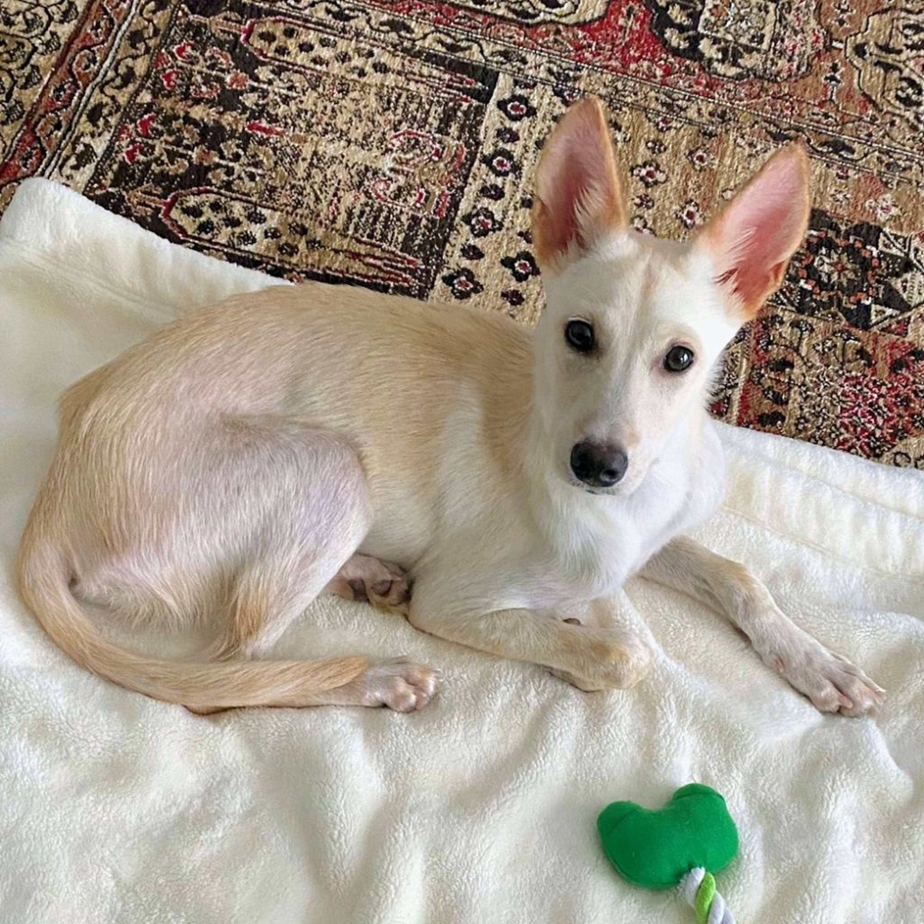 雑種（ミックス犬）・メスの里親募集の写真