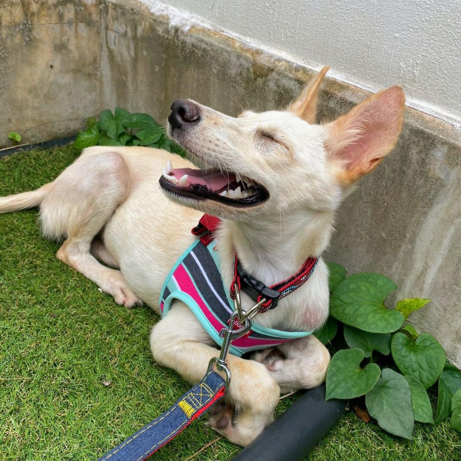 pet-image-3