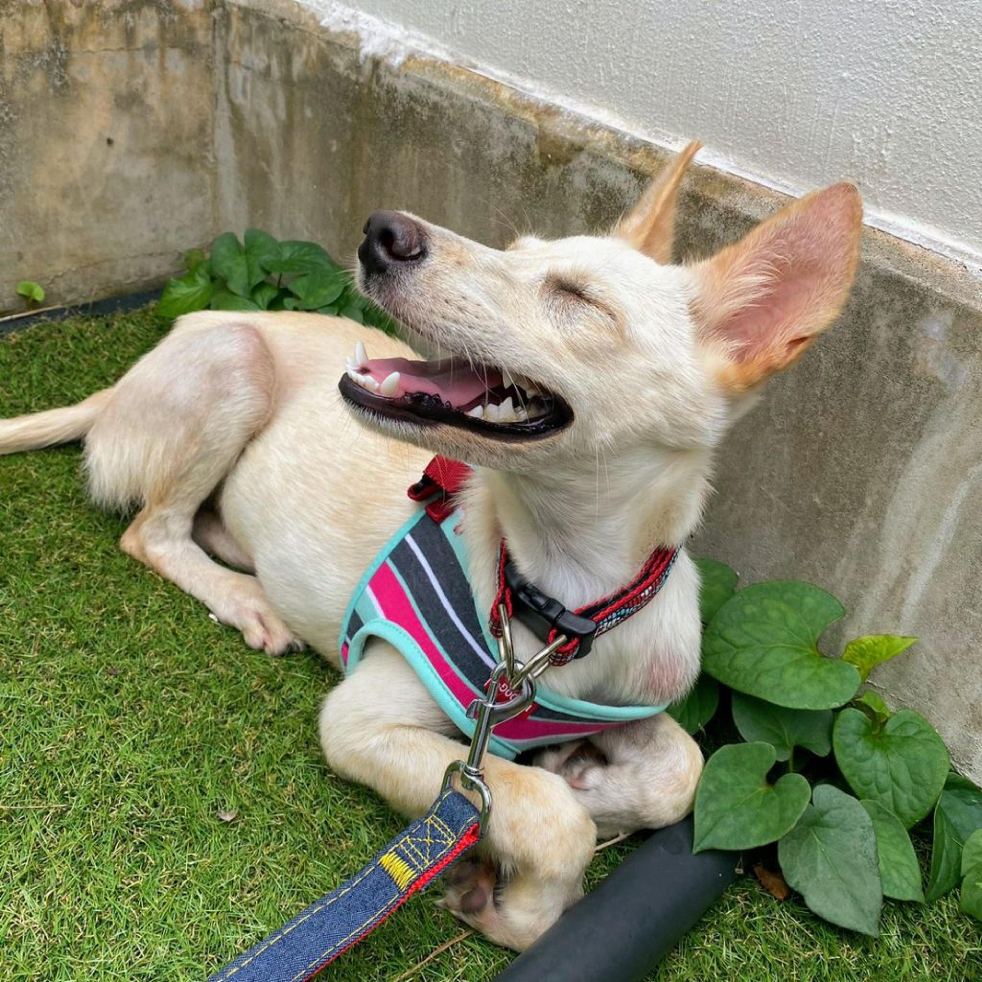 pet-image-3