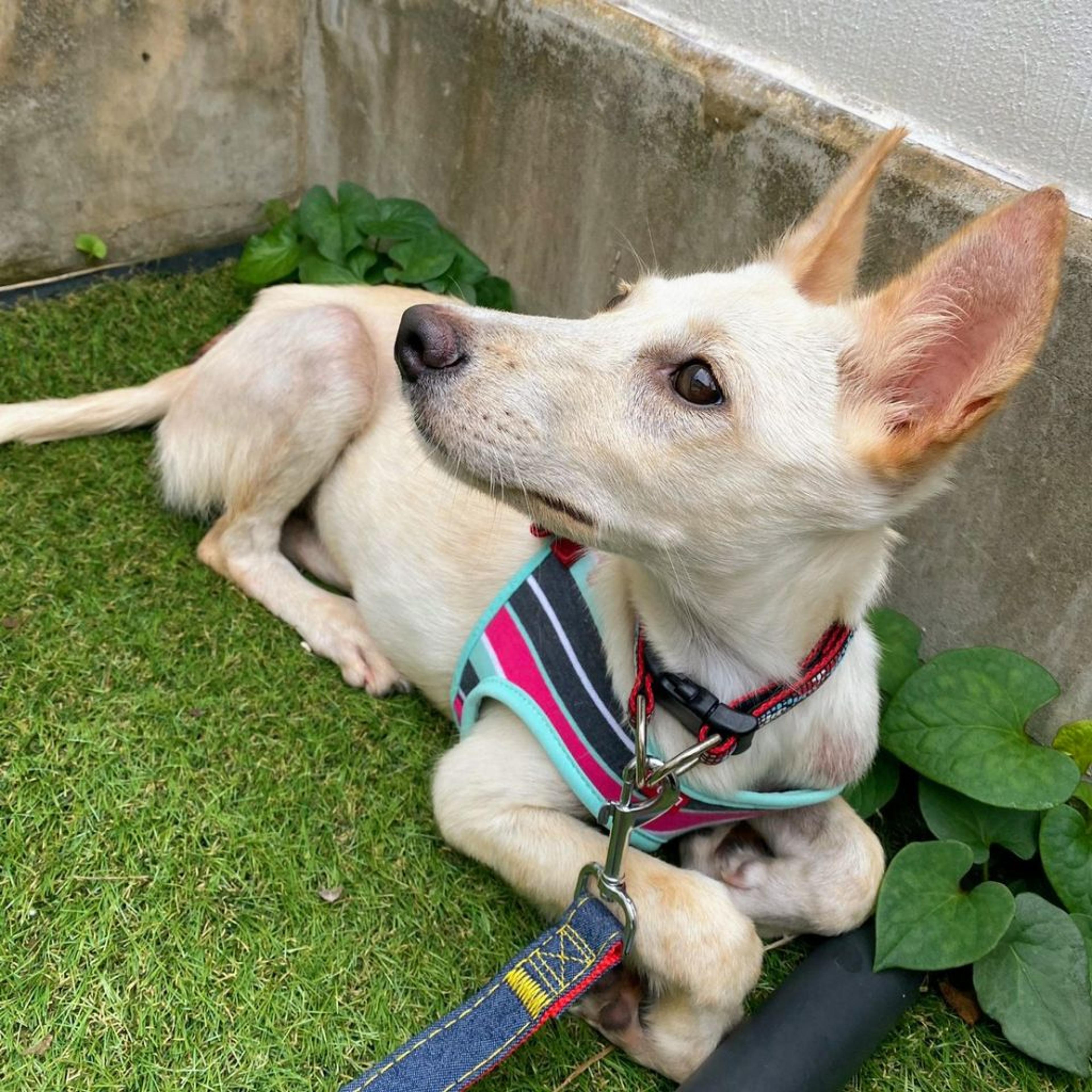 pet-image-4