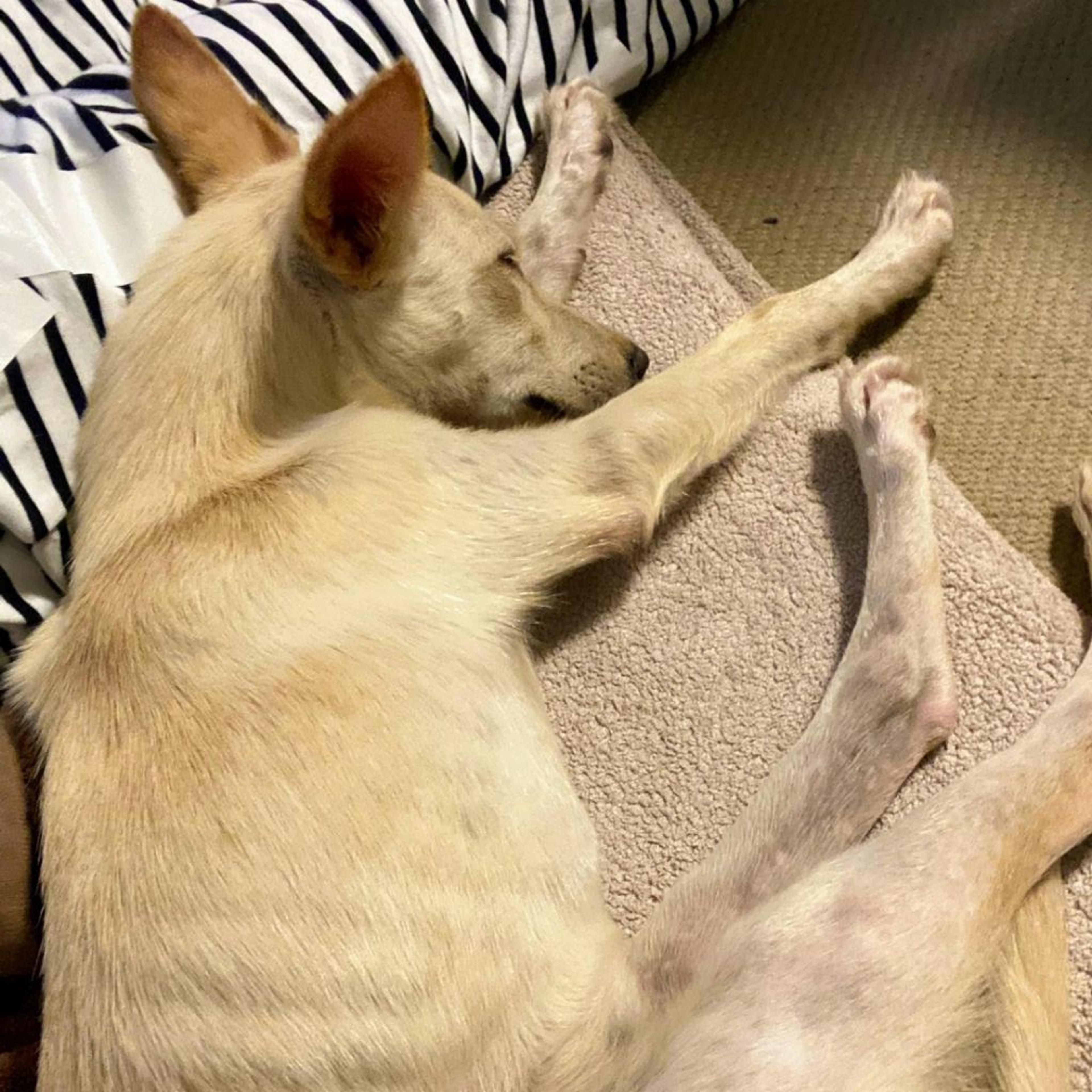 pet-image-5