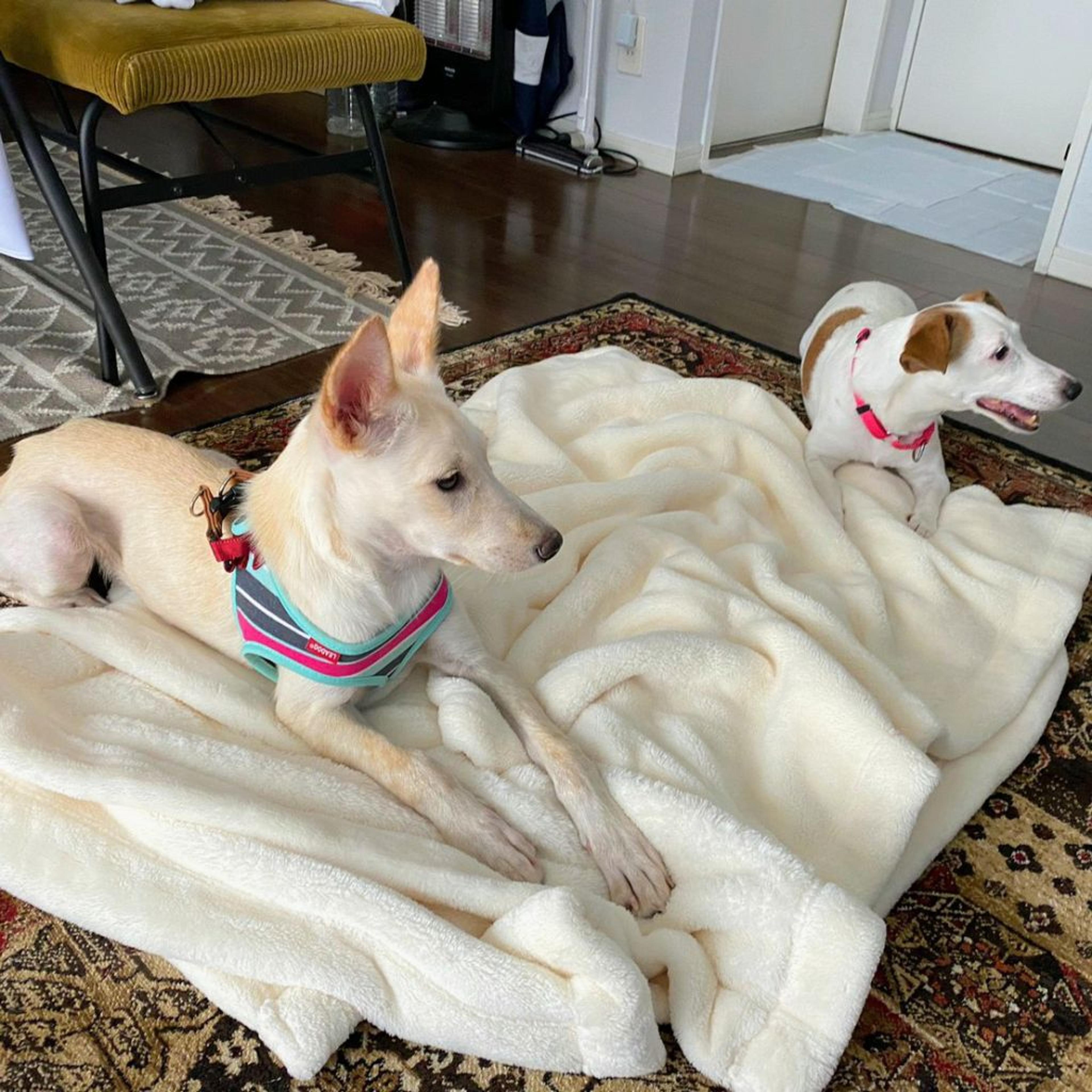 pet-image-8