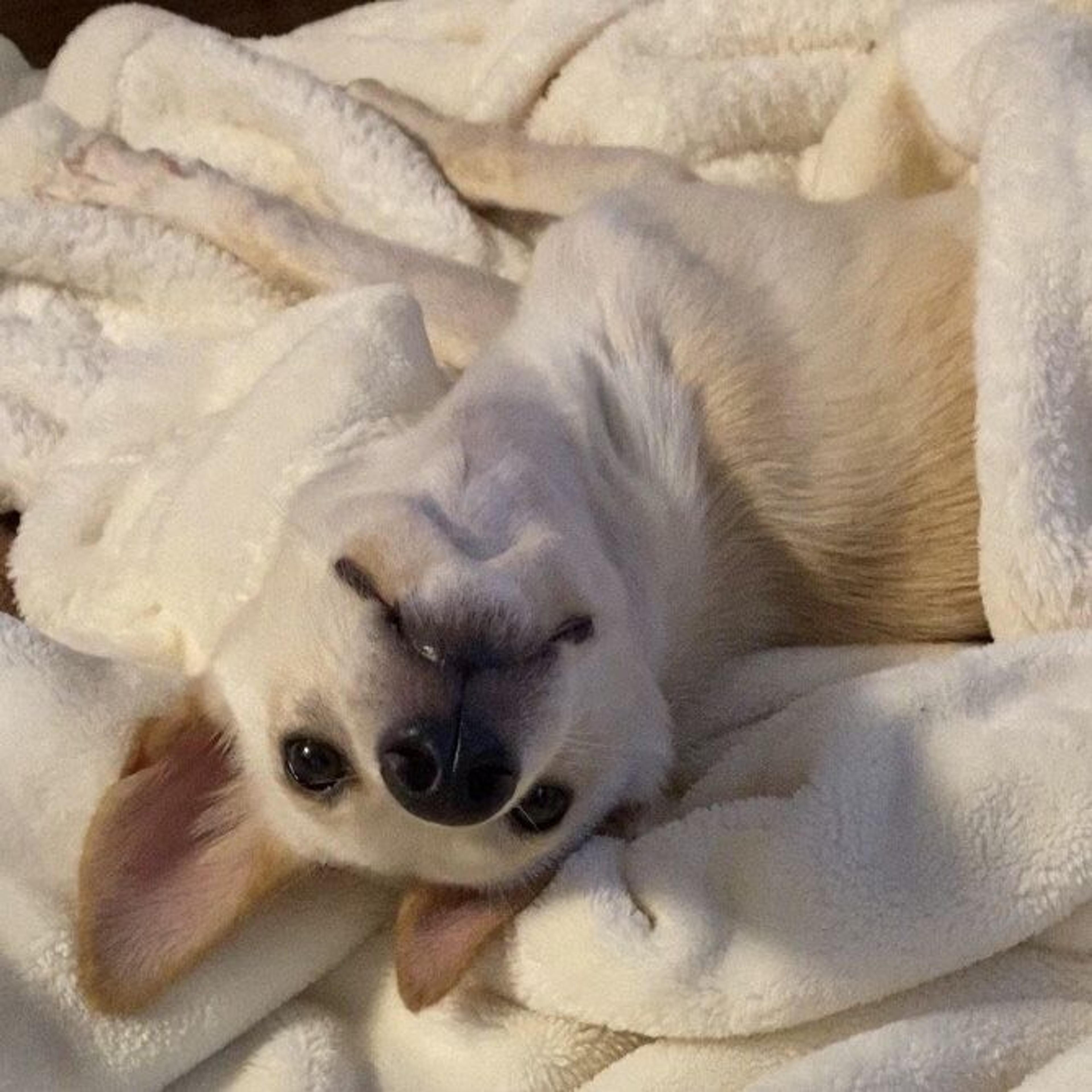 pet-image-2