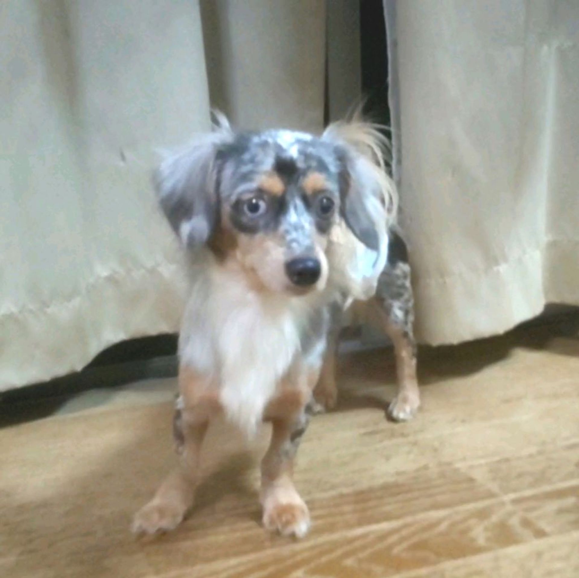 雑種（ミックス犬）・オスの里親募集の写真