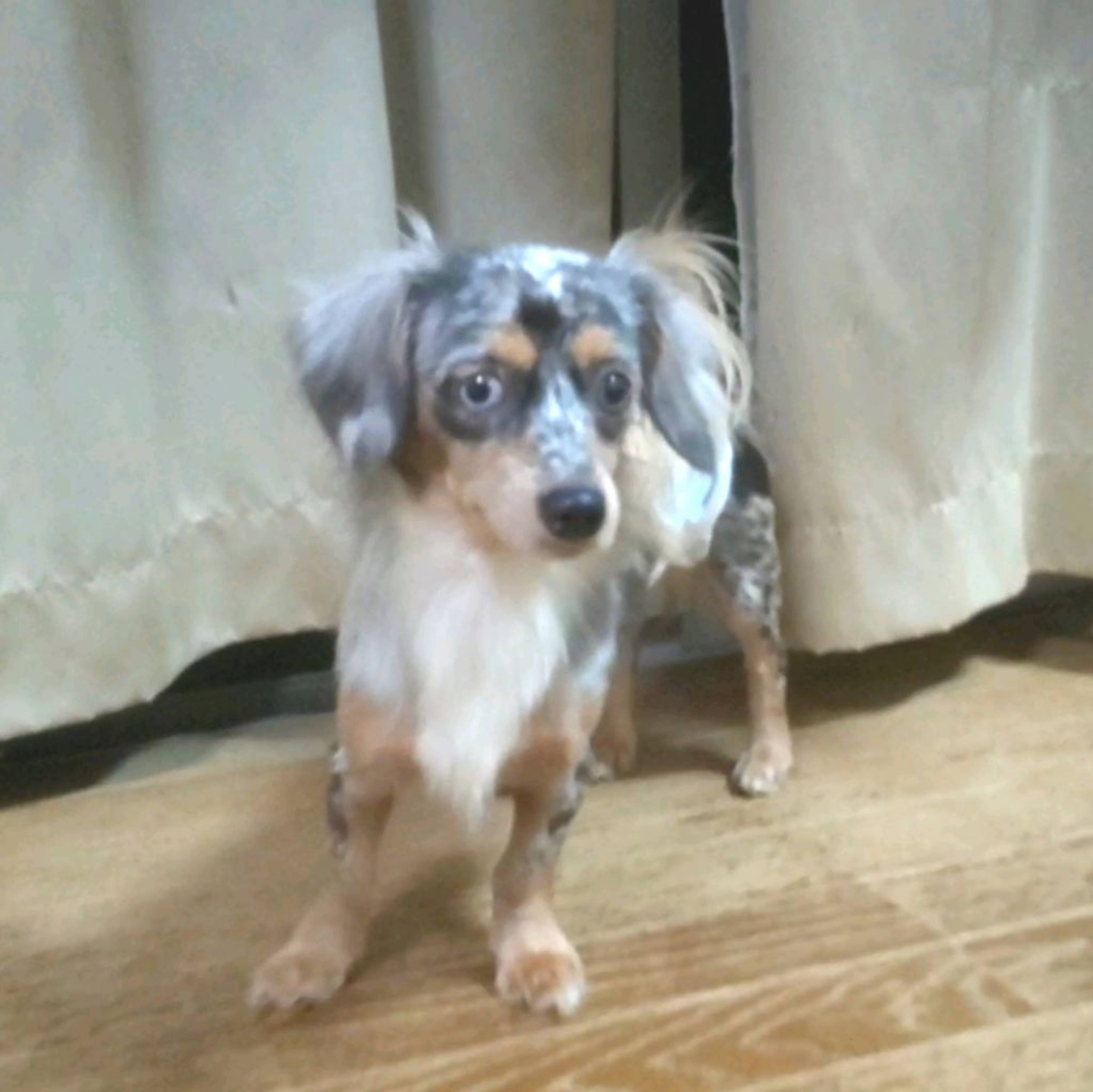 雑種（ミックス犬）・オスの里親募集の写真