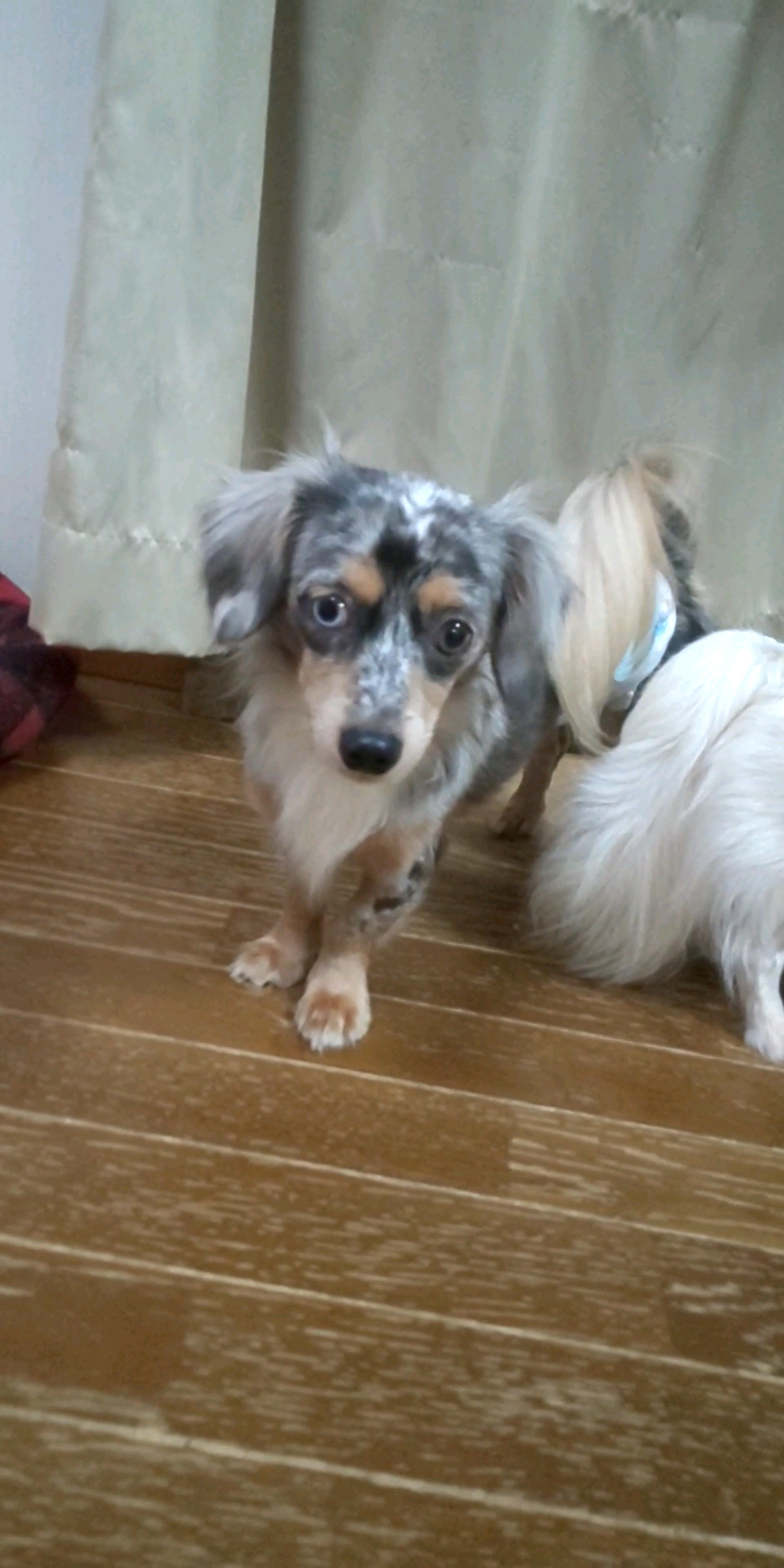 pet-image-4