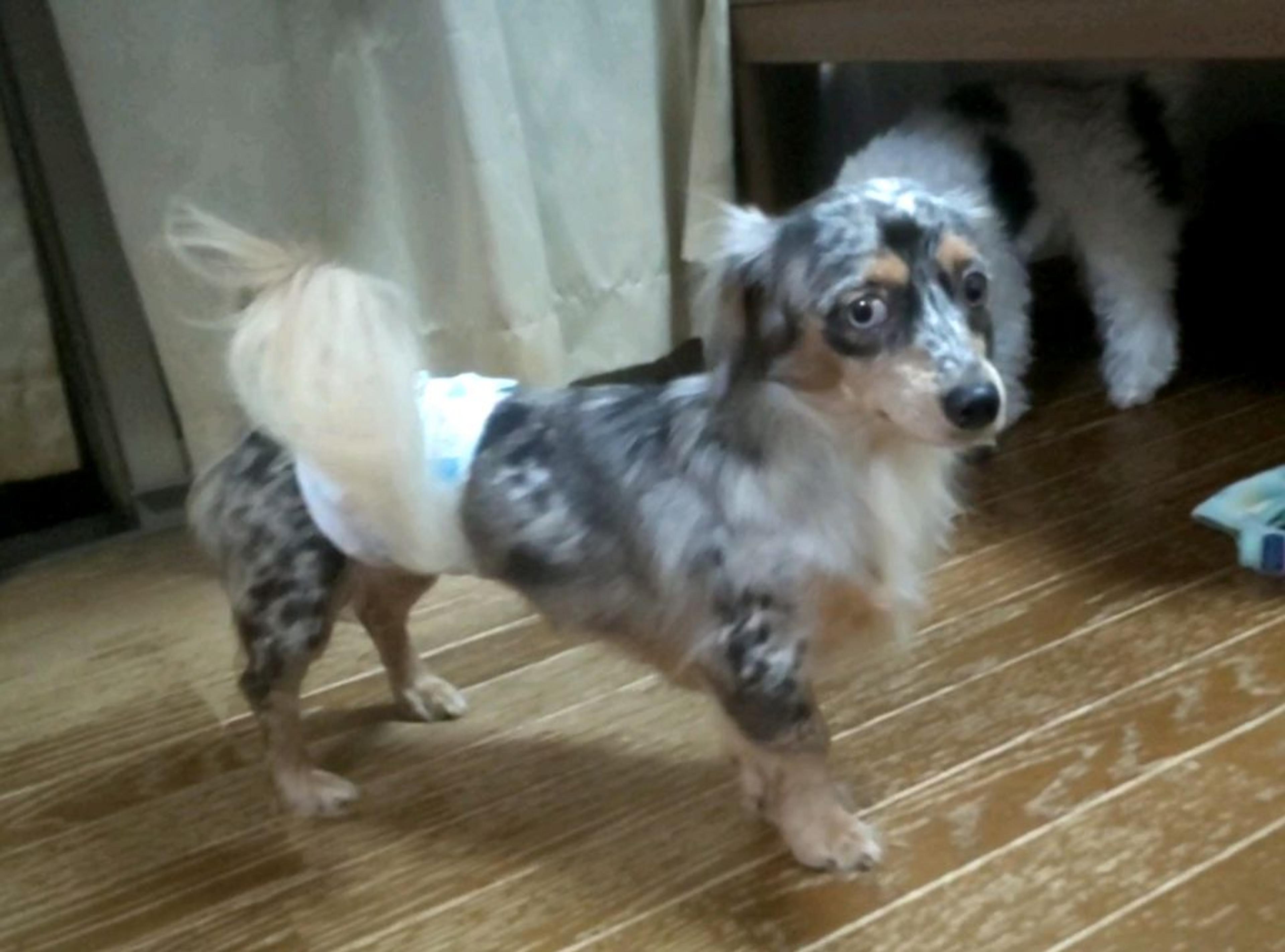 pet-image-5