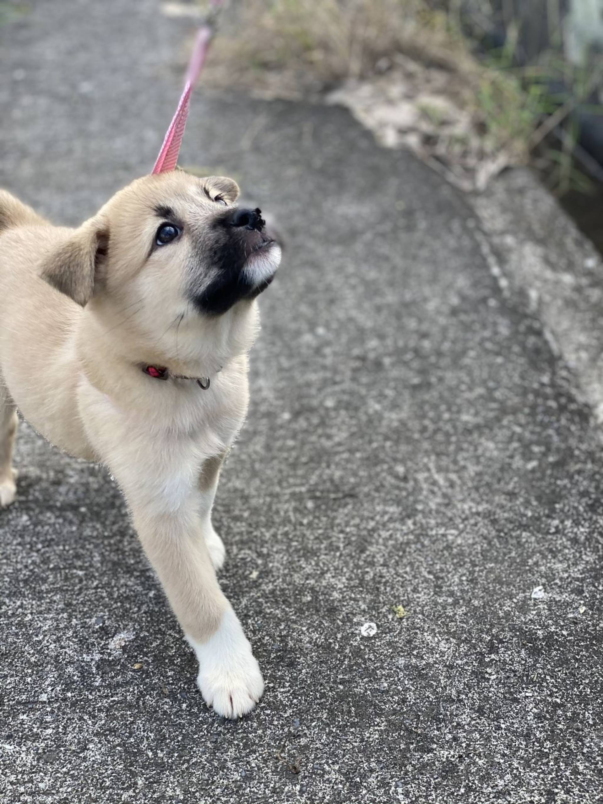 雑種（ミックス犬）・メスの里親募集の写真