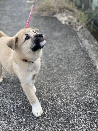 里親募集様が決定致しましたの写真