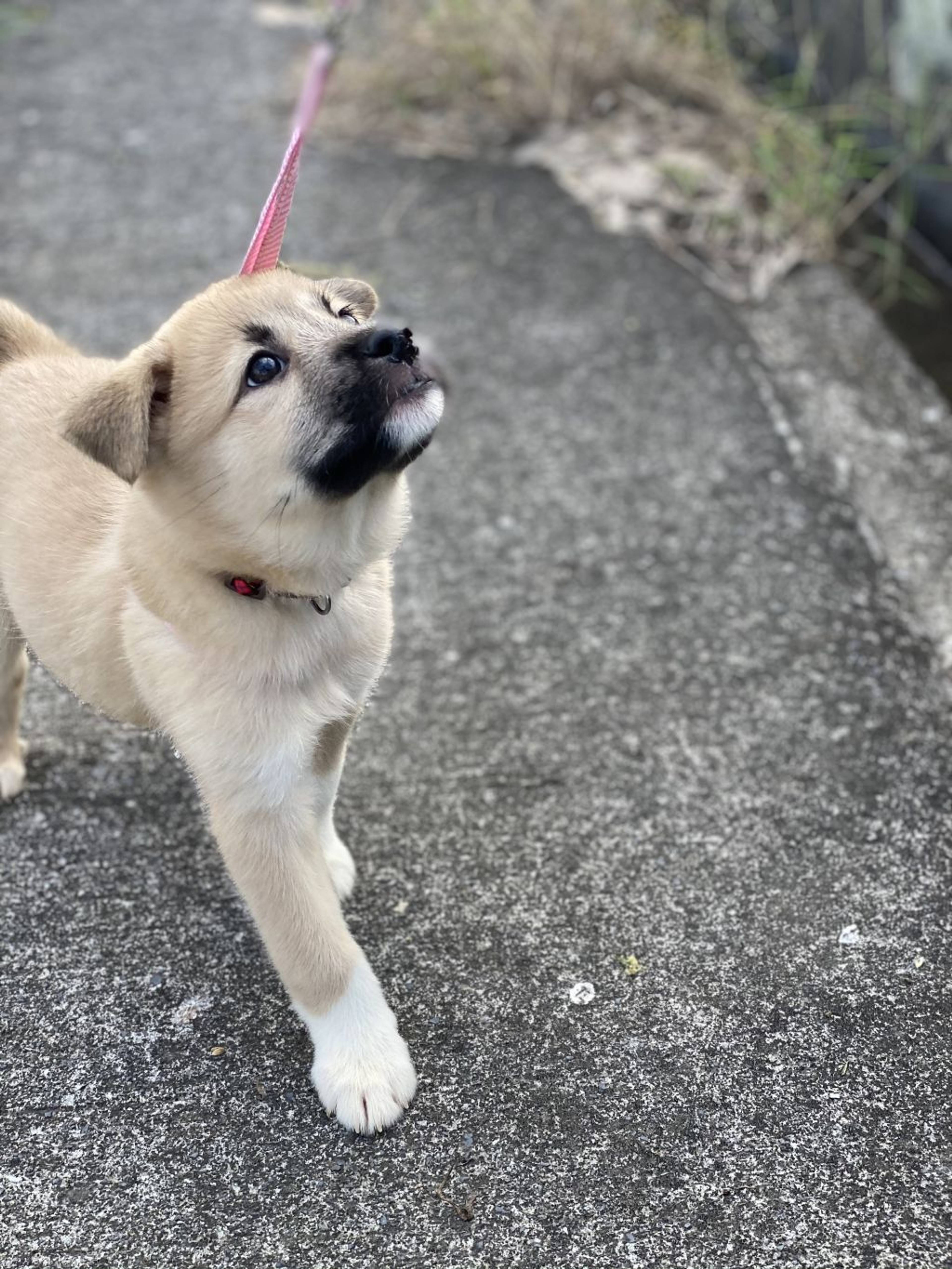 雑種（ミックス犬）・メスの里親募集の写真