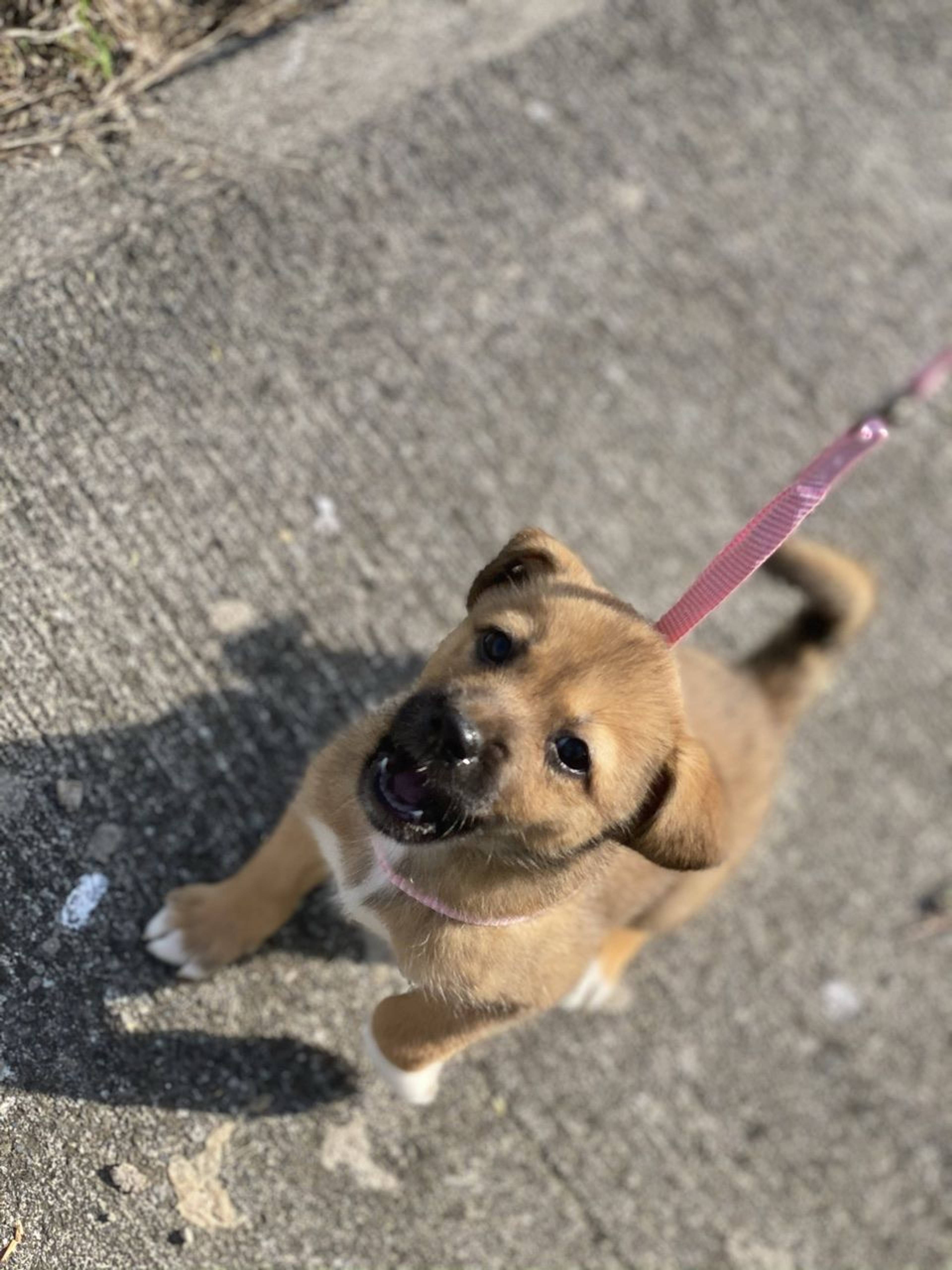 雑種（ミックス犬）・メスの里親募集の写真