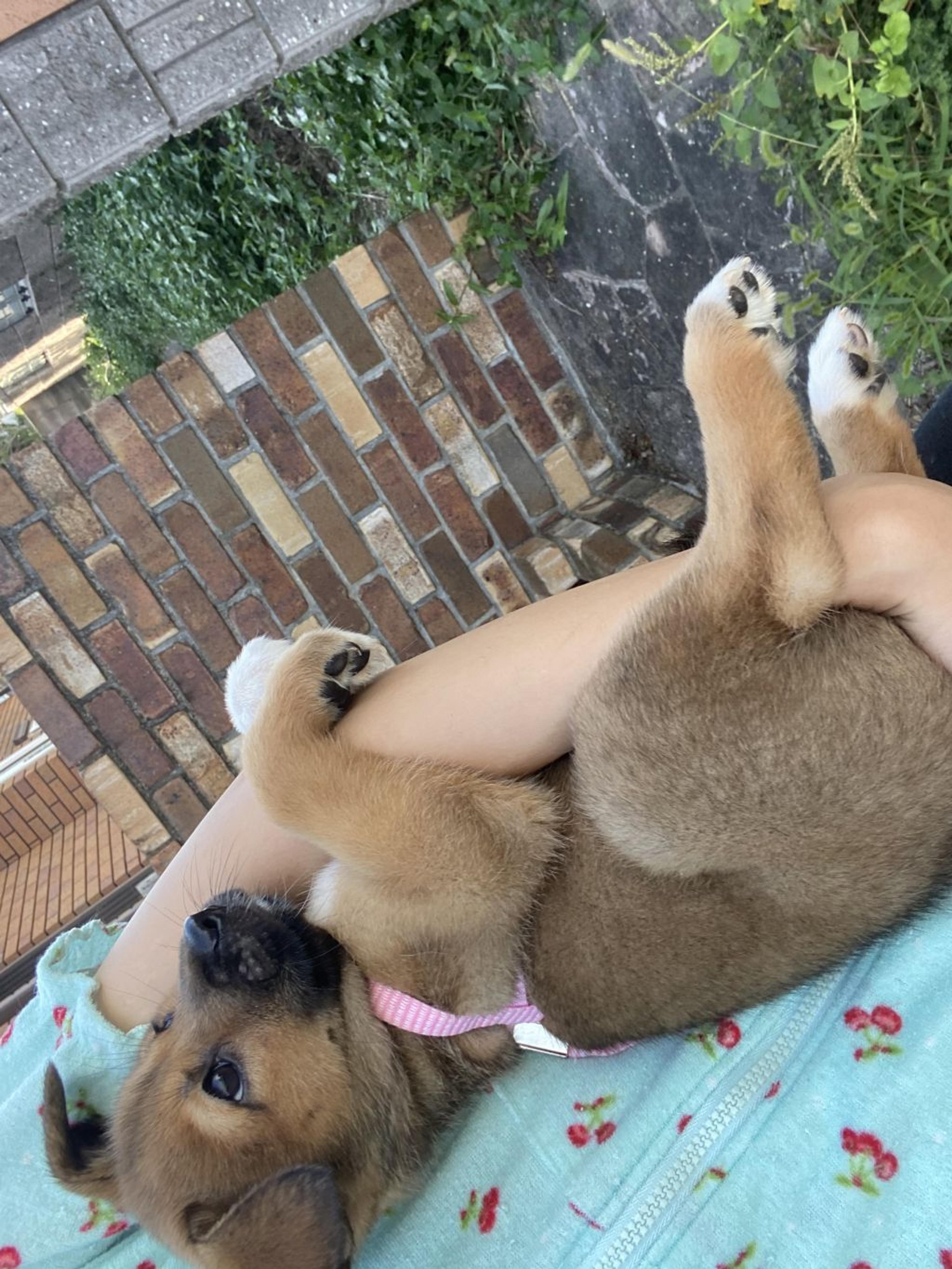 pet-image-2