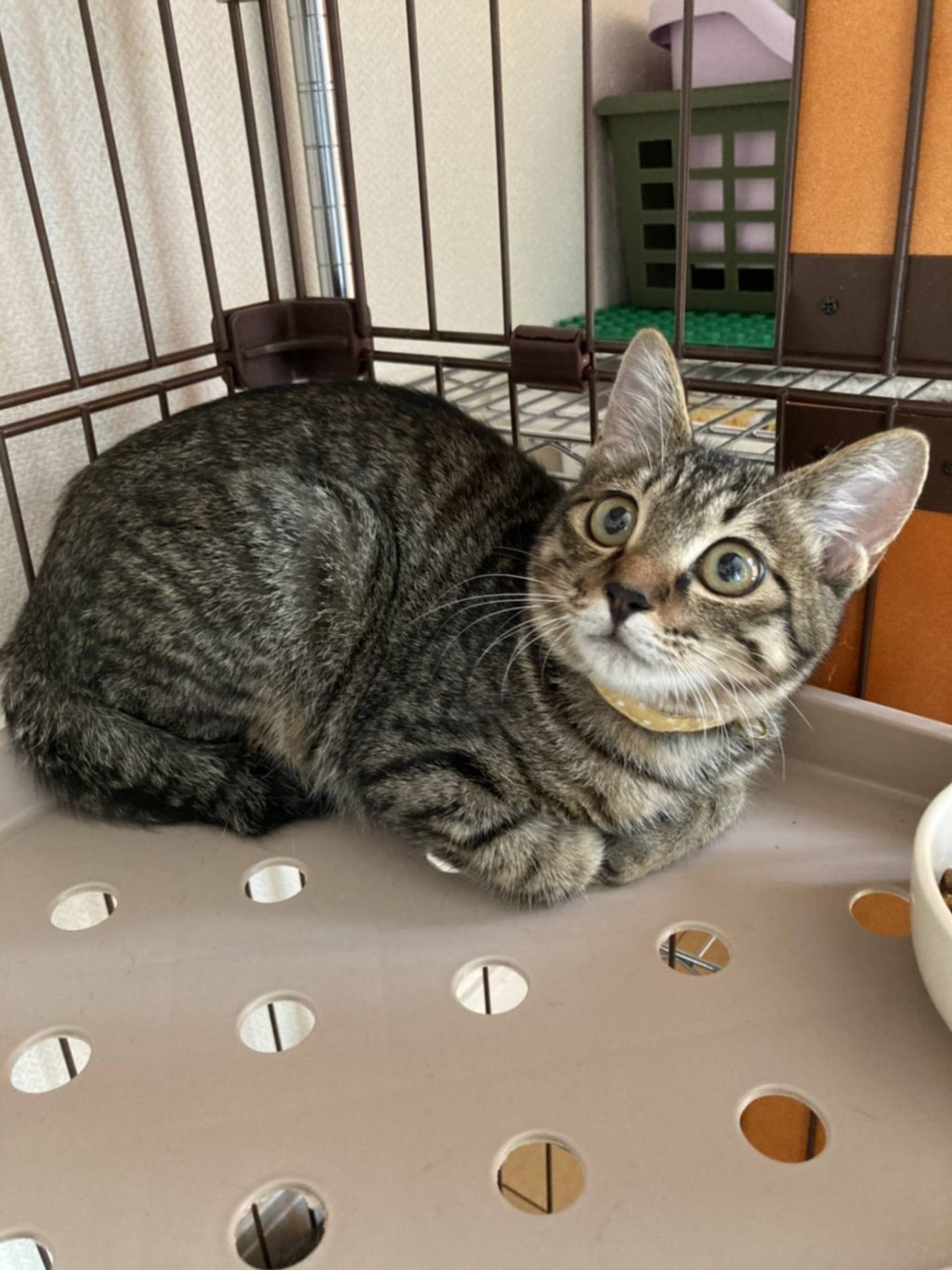 雑種（ミックス猫）・メスの里親募集の写真