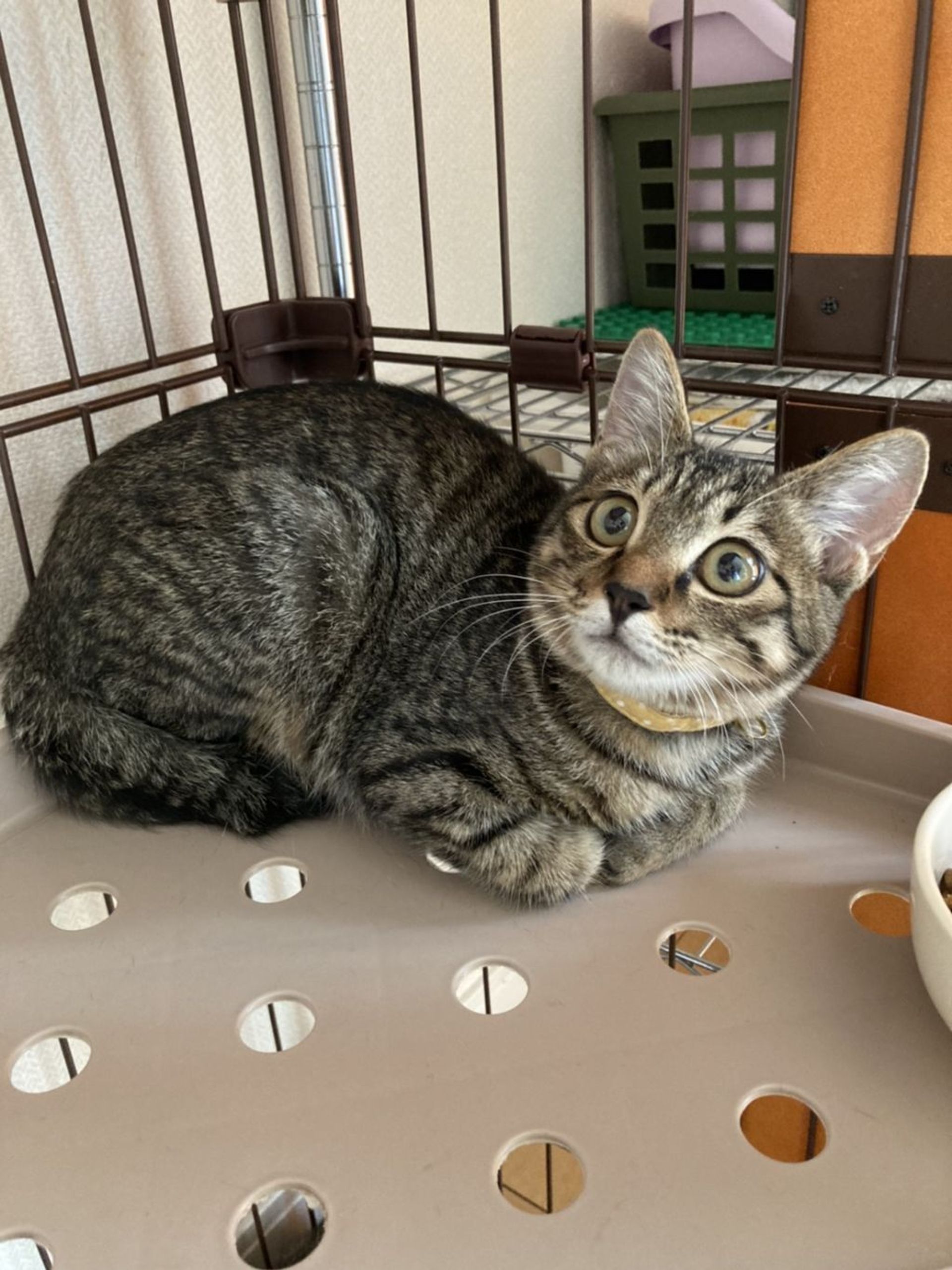 雑種（ミックス猫）・メスの里親募集の写真