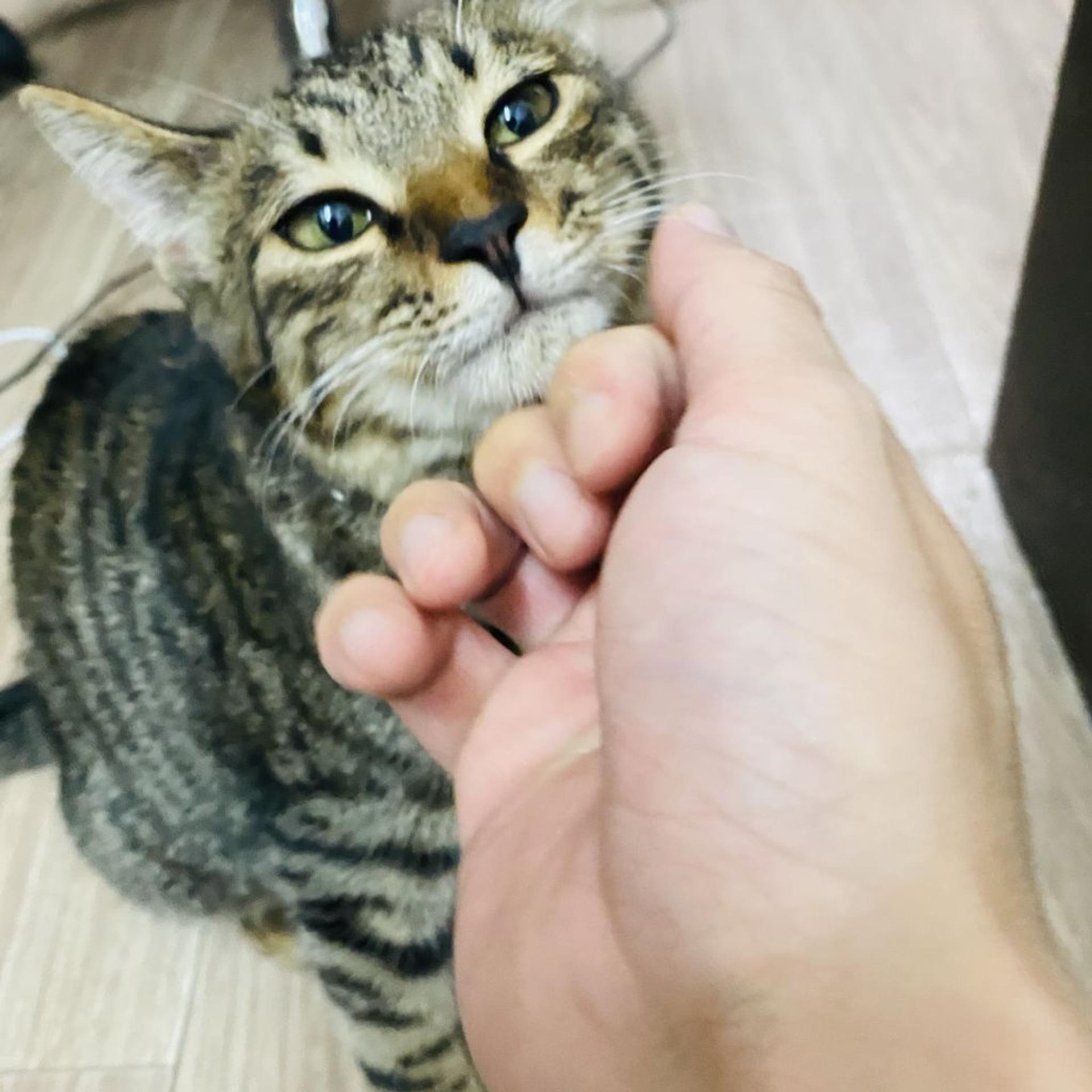 pet-image-2