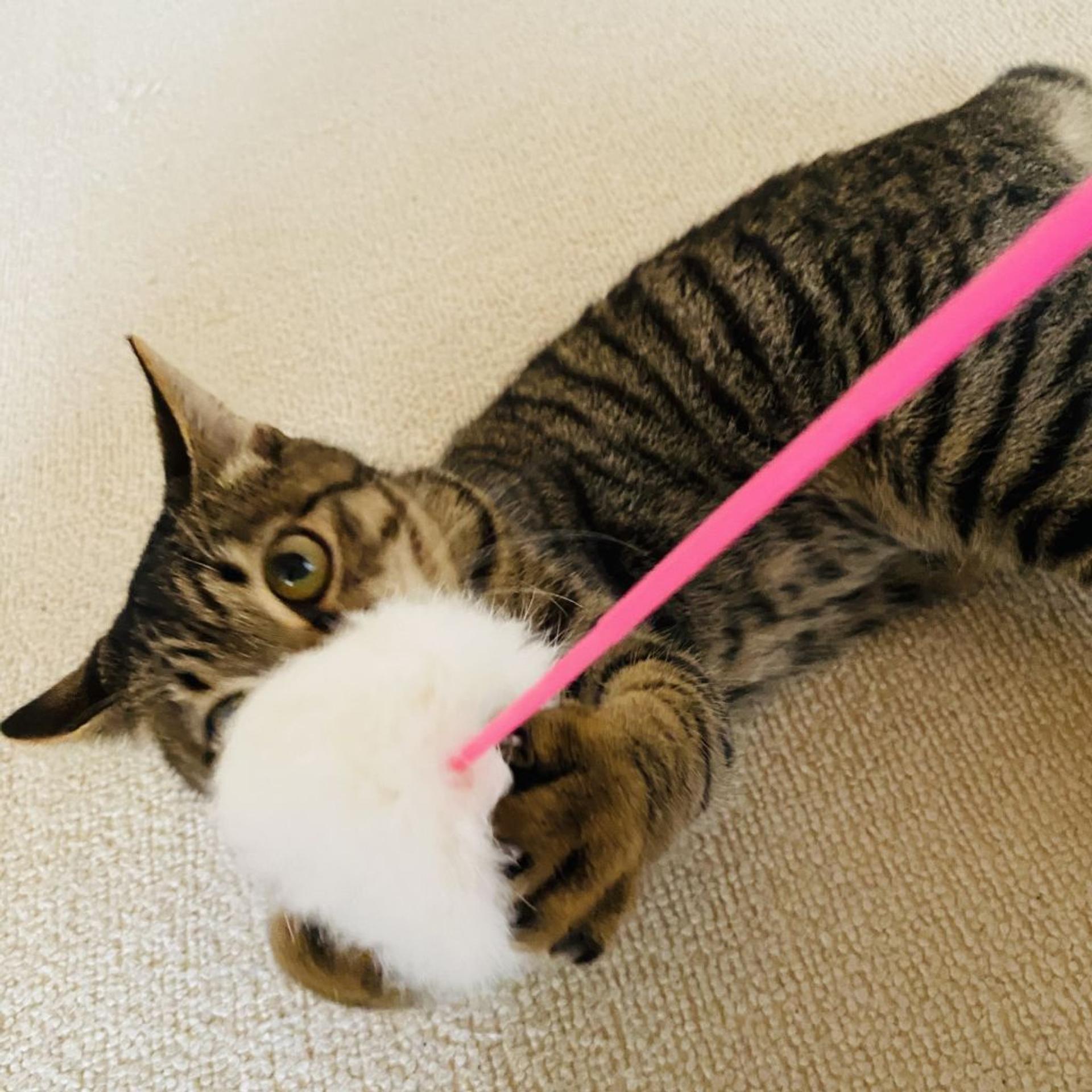 pet-image-3