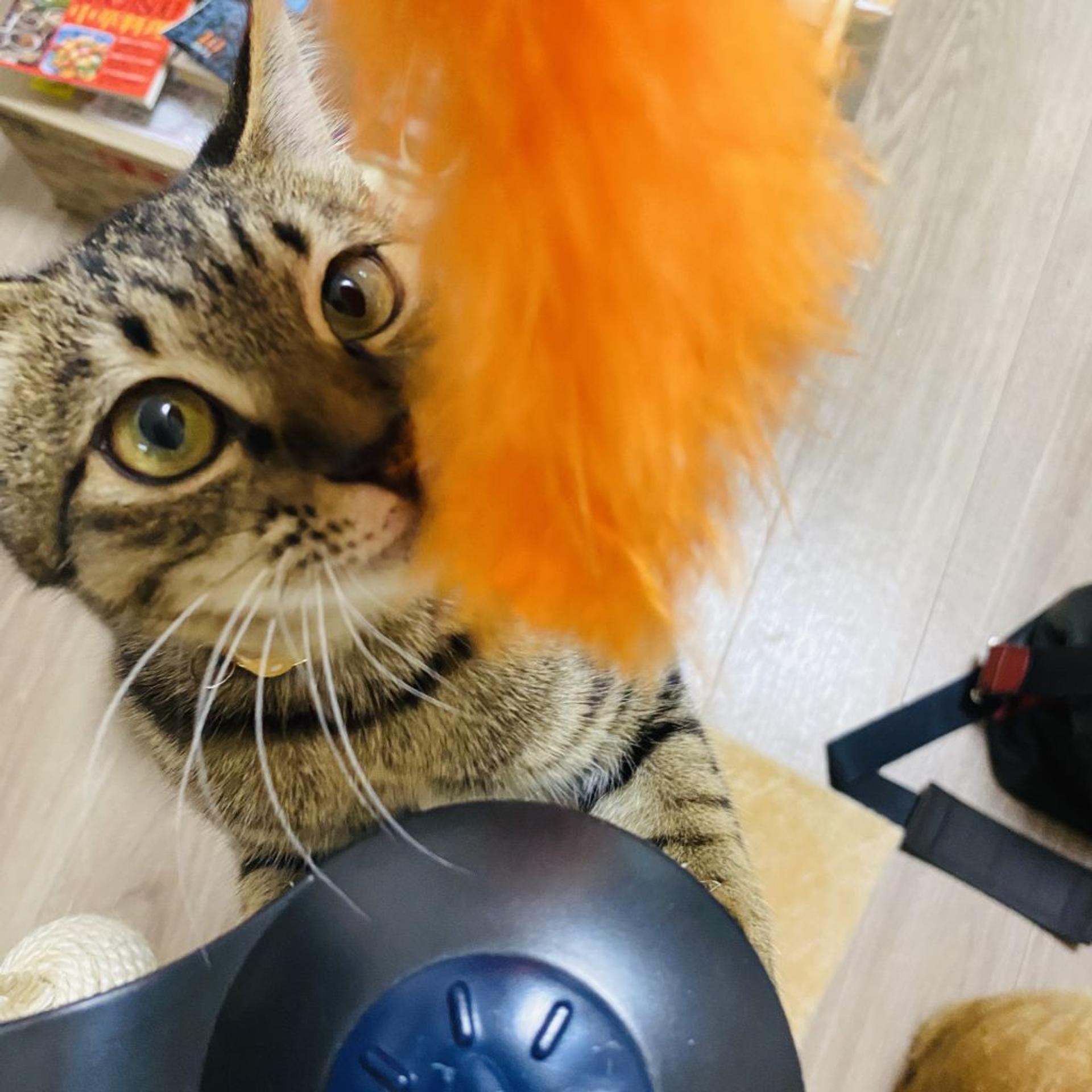 pet-image-4
