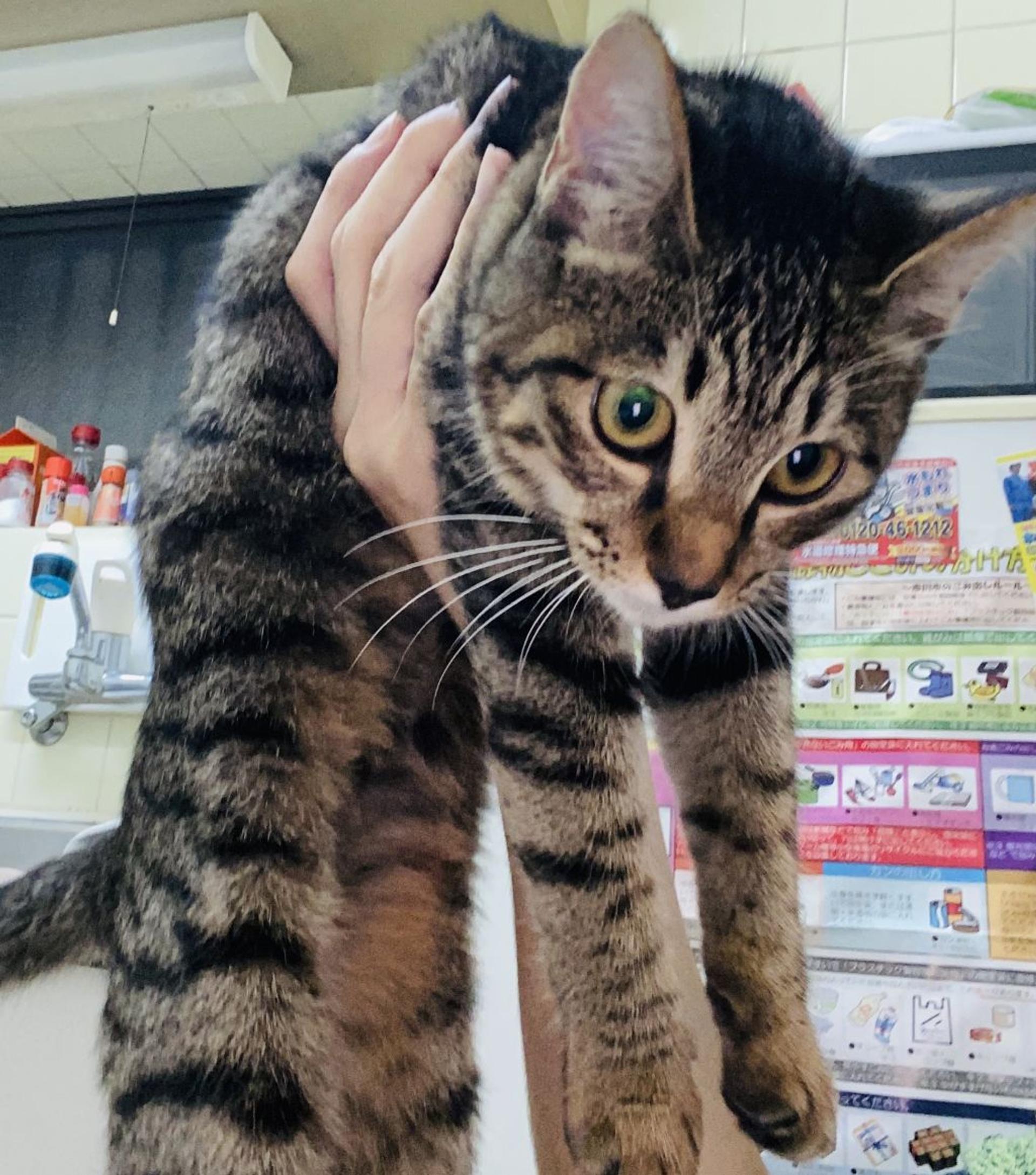 pet-image-6