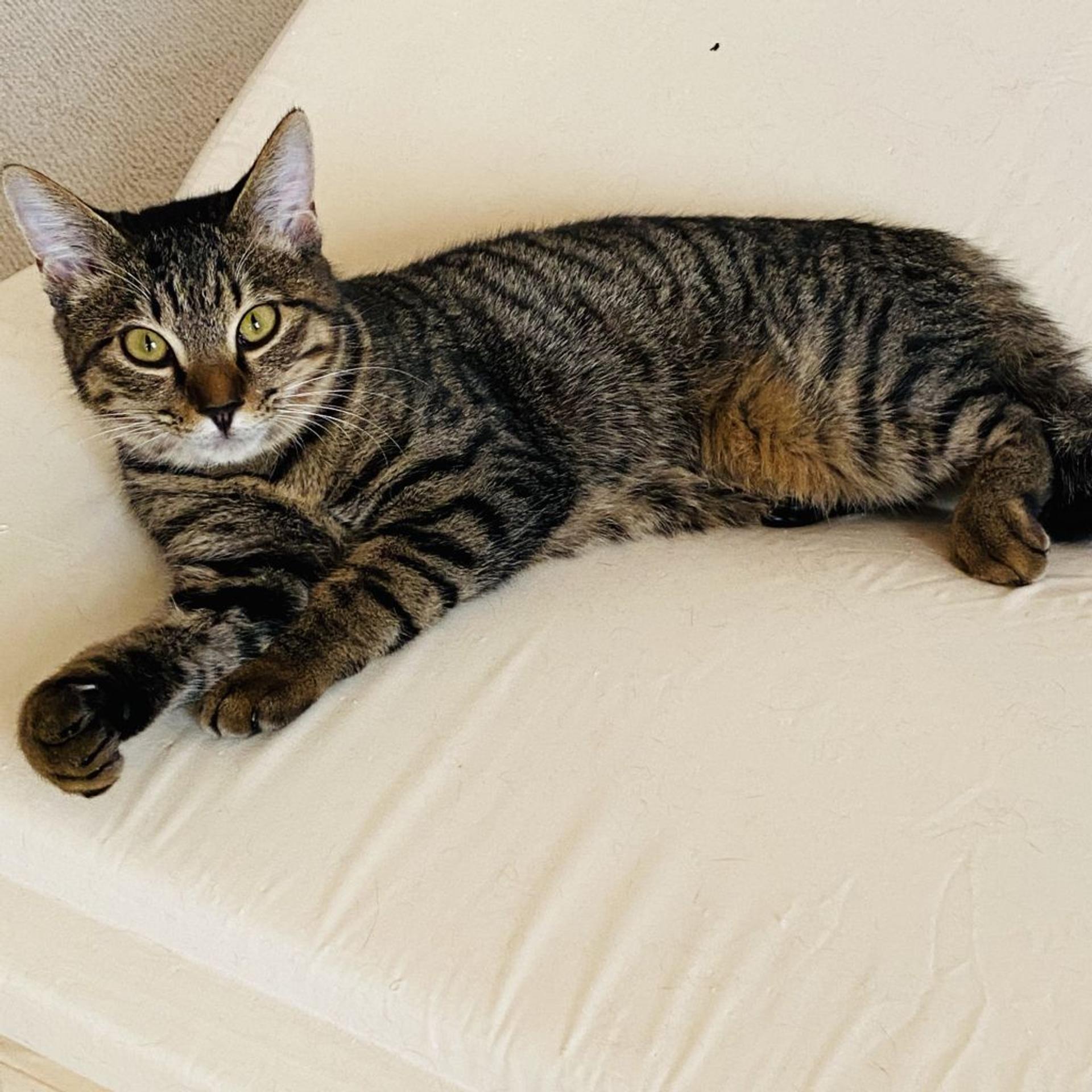pet-image-7