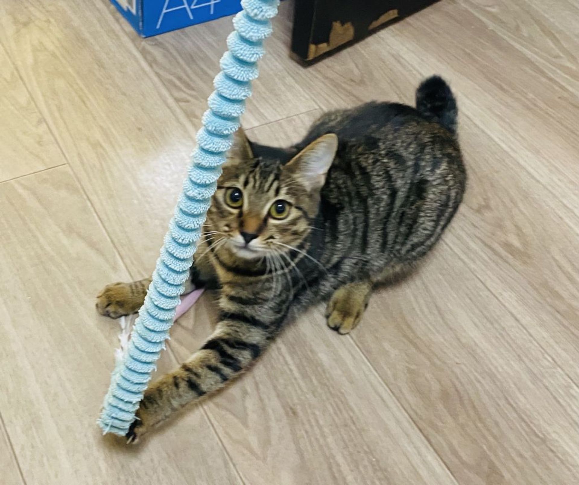 雑種（ミックス猫）・メスの里親募集の写真