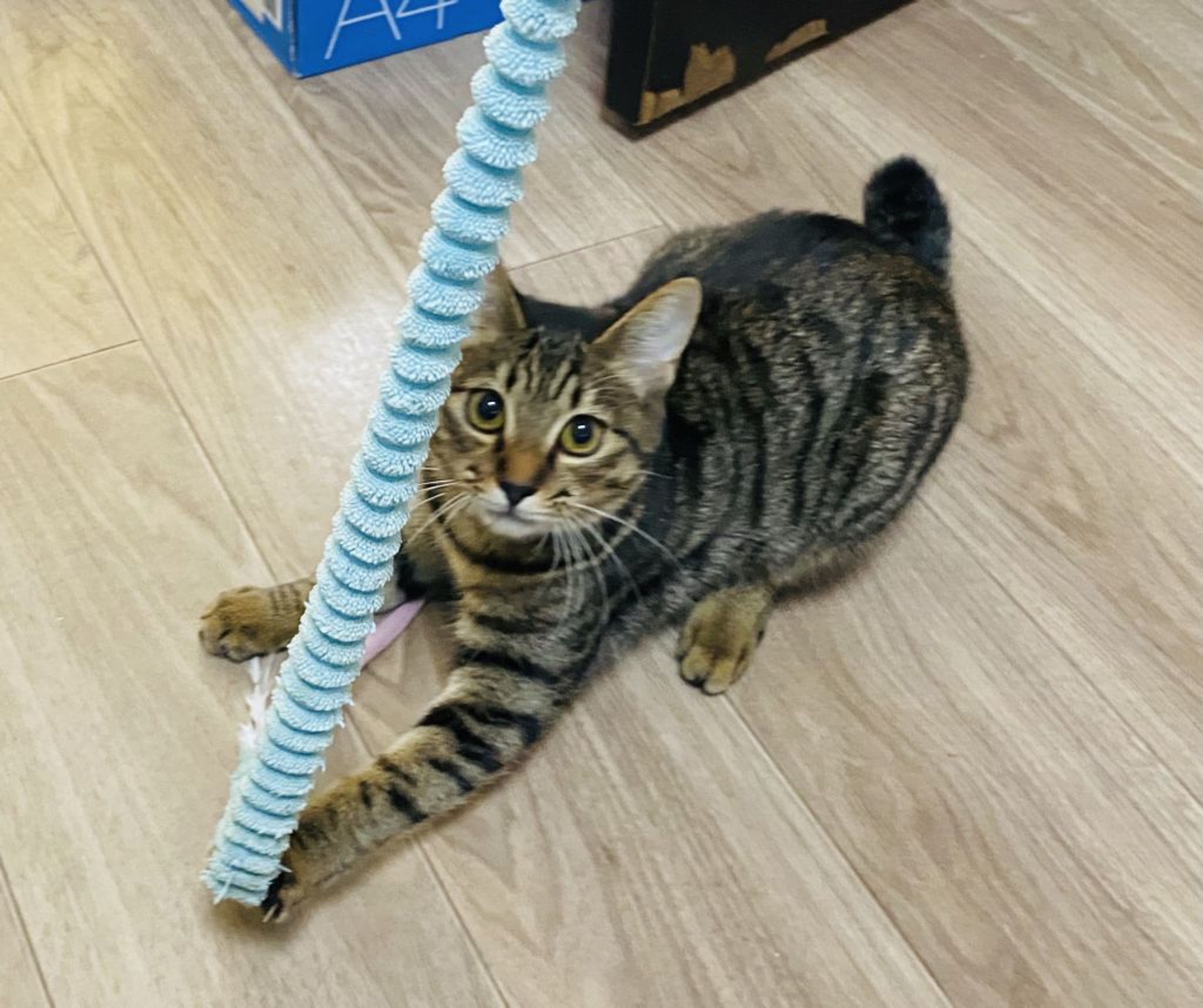 雑種（ミックス猫）・メスの里親募集の写真
