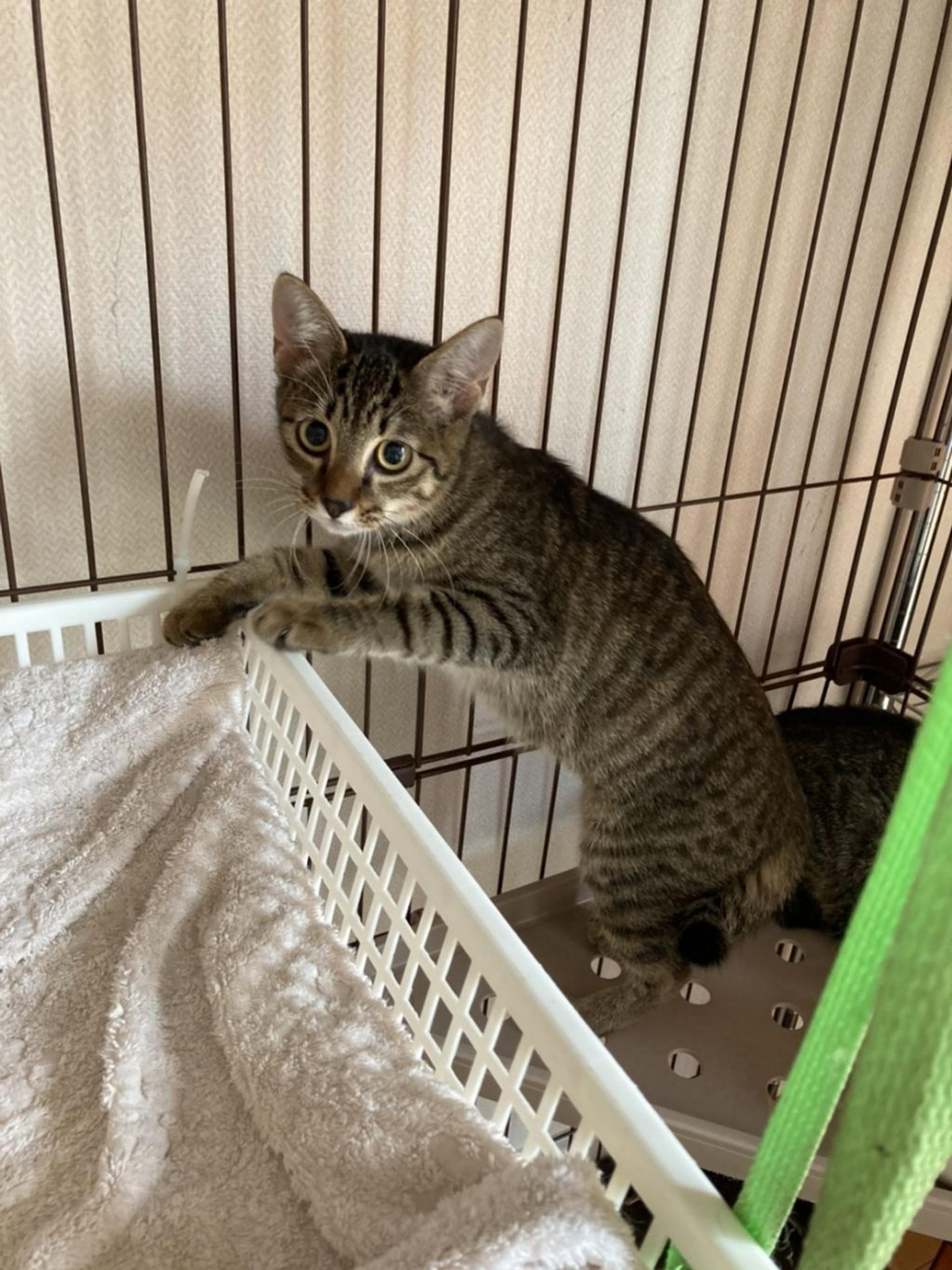 pet-image-2